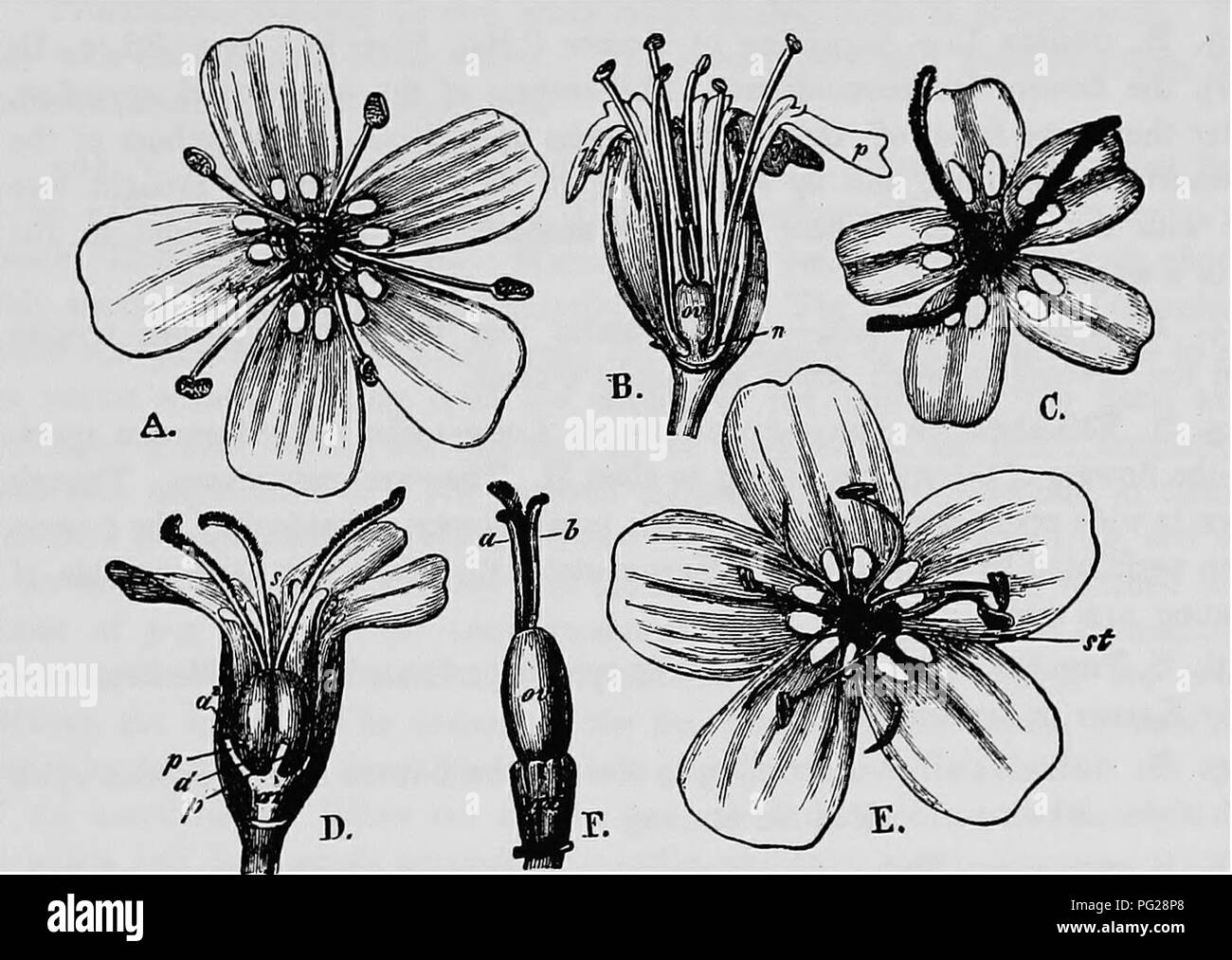 . La pollinisation des fleurs de manuel : d'après Hermann Mu ?ller 'le travail de la fécondation des fleurs par les insectes" . La fertilisation des plantes. CARYOPHYLLEAE 165 La couleur de la corolle varie de blanc pur-comme dans les mâles infestés par Ustilago violacea violet clair à rouge et violet. Au Spitzberg, au Groenland, il y a des fleurs mâles et femelles ainsi que ceux hermaphrodites. Sur un massif de l'usine contenant les restes de plusieurs centaines de fleurs femelles de l'année précédente, les chercheurs seulement trouvé deux mûre graine-contenant des fruits. À leur avis, l'effet indiqué le ineffe Banque D'Images