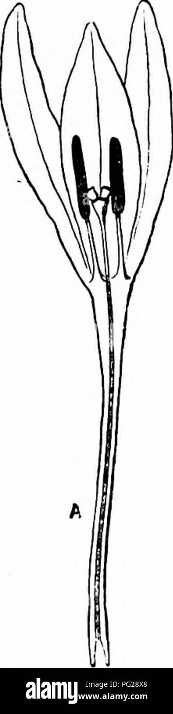 . La pollinisation des fleurs de manuel : d'après Hermann Mu ?ller 'le travail de la fécondation des fleurs par les insectes" . La fertilisation des plantes. 126 INTRODUCTION mais en Irlande du Nord, où Sphinx convolvuli est relativement abondante, Convolvulus sepium (selon T. H. Corry) est encore plus commun que C. arvensis. Il y a des formes de transition entre les deux groupes d'Lepidopterid Fleurs. Hermann Miiller (Kosmos, iii, 1878, pp. 420-4) ce qui concerne les éléments suivants en tant que telle :-Daphne striata, Anacamptis pyramidalis, Gymna- denia conopea et odoratissima, Crocus vernus, et Lilium Martagon. Les deux premiers s Banque D'Images