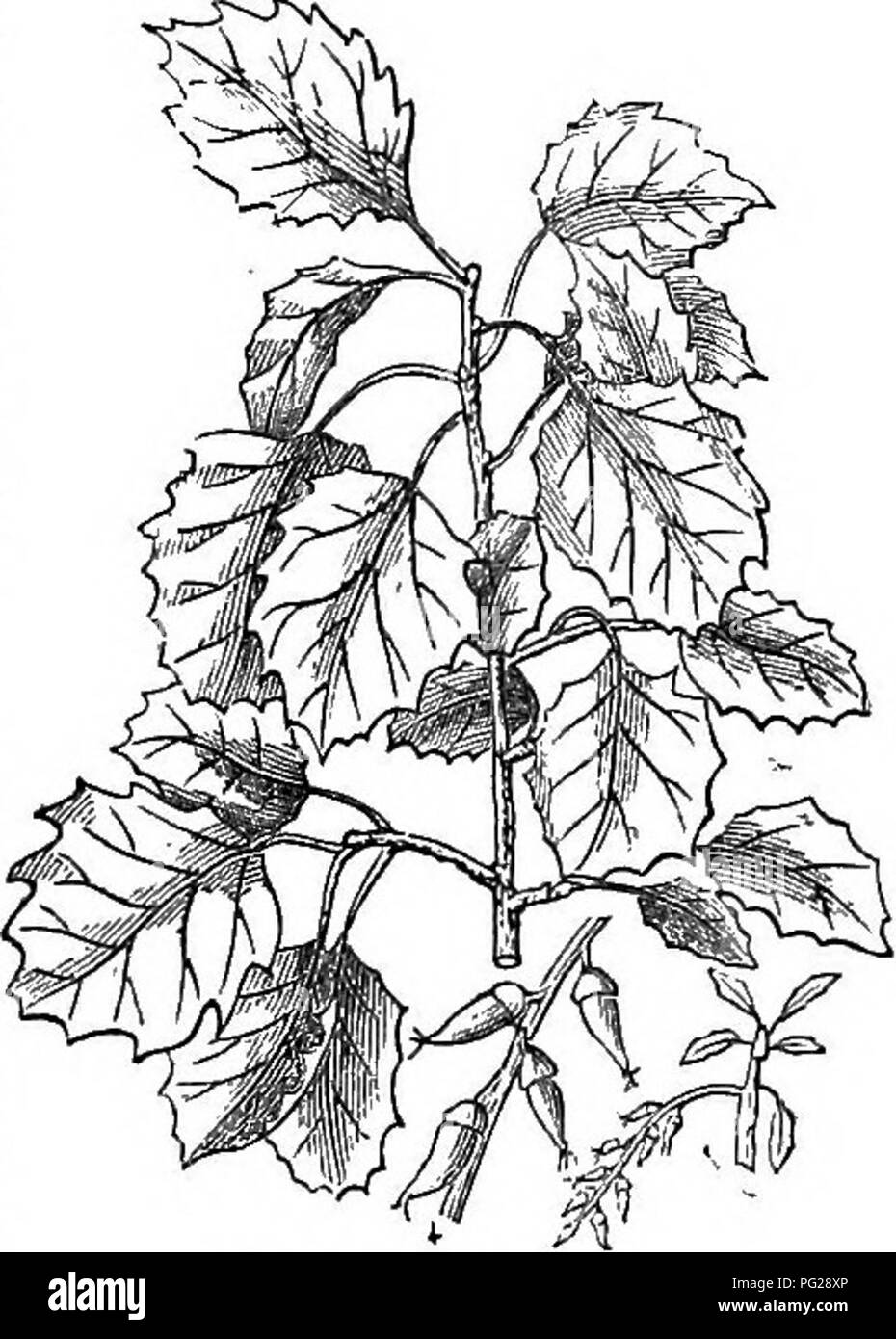 . Arbres et arbustes : une version abrégée de l'Arboretum et fruticetum britannicum : contenant les arbres et schrubs hardy de la Grande-Bretagne, des autochtones et étrangers, scientifiquement et populairement décrit : avec leur propagation, la culture et les utilisations et les gravures de presque toutes les espèces. Arbres, arbustes ; les forêts et la foresterie. LXVIII. SALICA^^ CE : PO'PULUS. 823. Sa période habituelle de l'effeuillage, en Angleterre, est avant celui de P. tremula. Parmi les Cris, le bois est estimé à brûler mieux, dans un état vert, que celle de tout autre arbre dans le pays. 2 5. P. (t.) grandidenta'ta Michx. Les feuilles grandes dents Banque D'Images