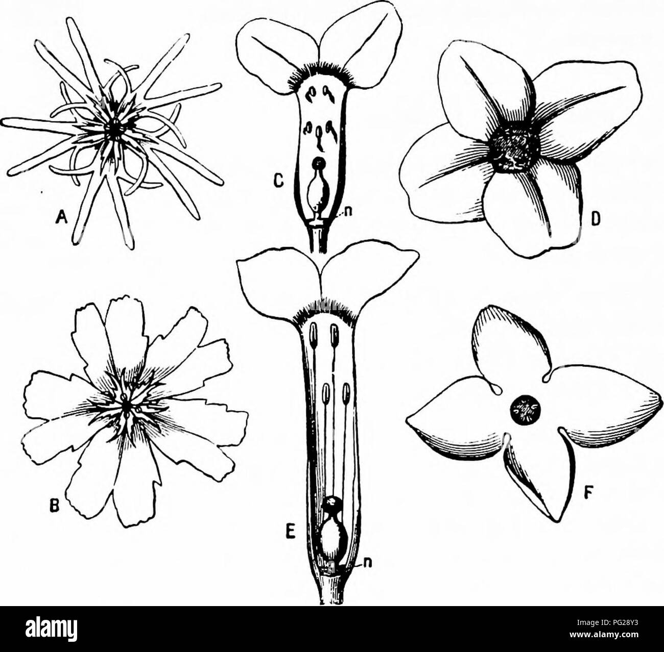 . La pollinisation des fleurs de manuel : d'après Hermann Mu ?ller 'le travail de la fécondation des fleurs par les insectes" . La fertilisation des plantes. INTRODUCTION 124 coléoptères qui pénétraient dans les fleurs, ou des mouches à proboscis long (Bombylius, Rhingia, Empis) ou humble-abeilles, qui a réussi à atteindre le nectar, ou thievish humble-abeilles qui se brise en et emporter le butin. C'est seulement dans quelques Lepidopterid fleurs, continue, que l'Miiller booty est sensiblement diminuée par ces intrus. C'est le cas, cependant, dans Gentiana verna, Silene nutans et inflata, là où il est dû aux incursions d'humble Banque D'Images