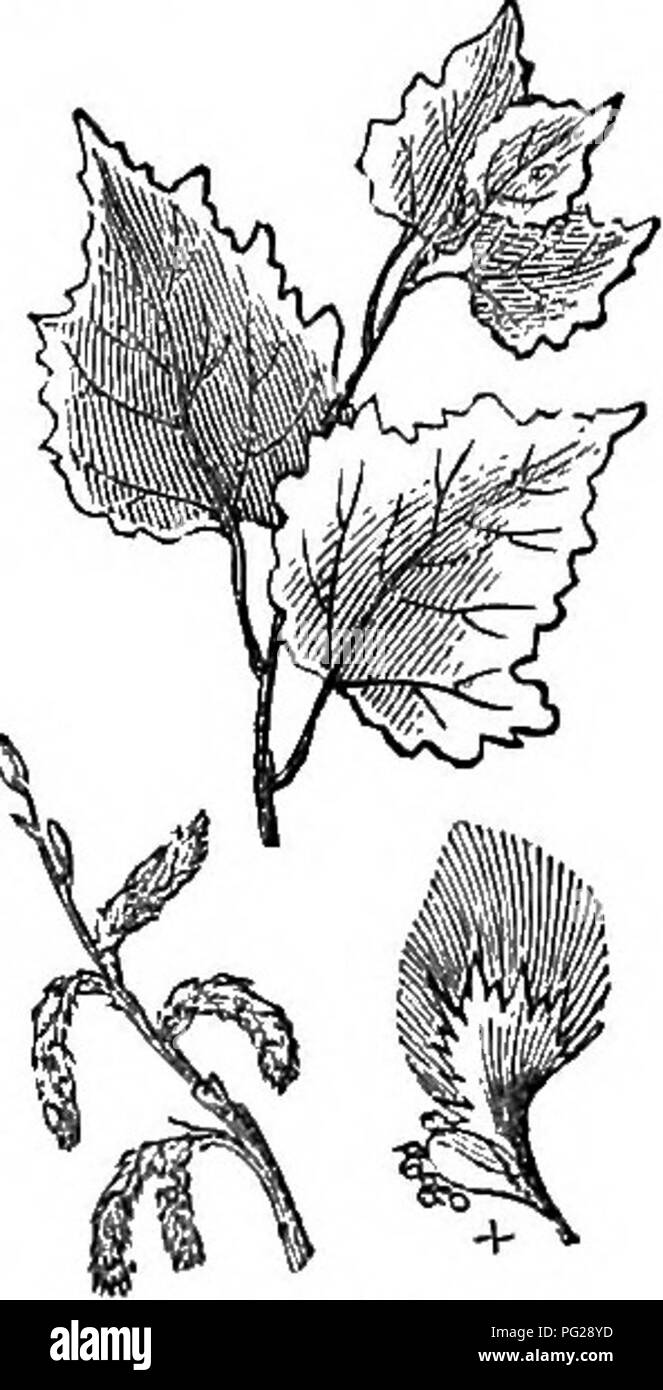 Ce livre donne un aperçu des arbres et arbustes robustes trouvés en Grande-Bretagne, détaillant les espèces indigènes et étrangères. Il comprend des informations sur la culture, la propagation et les utilisations de ces plantes, accompagnées de gravures pour identification et référence. Une ressource précieuse pour les jardiniers et les horticulteurs. Banque D'Images