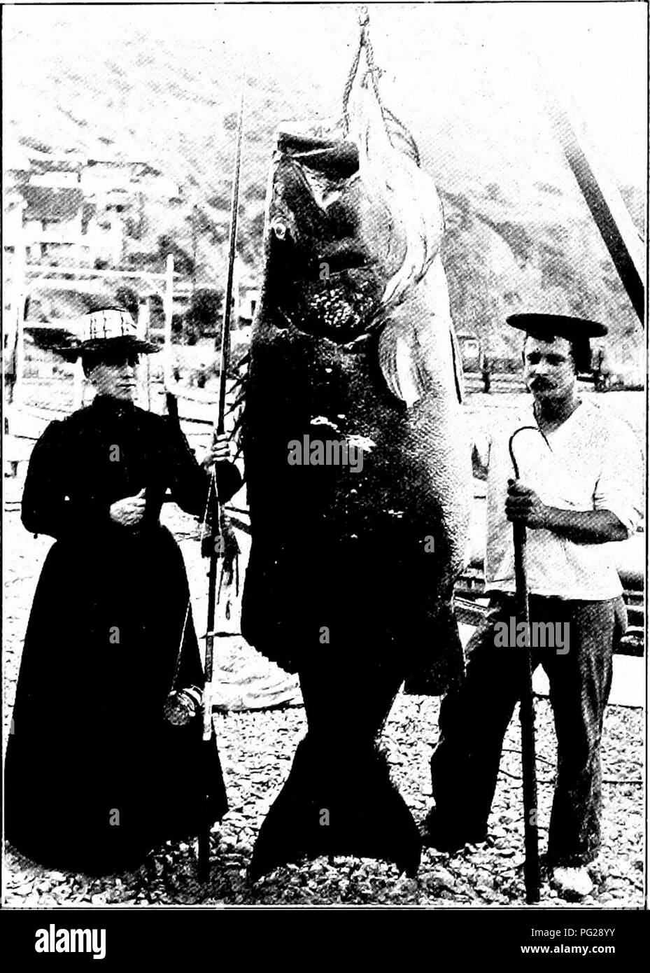 . L'American natural history ; une base de connaissances utiles de les animaux supérieurs de l'Amérique du Nord. L'histoire naturelle. La mer-BASS DE Si.NTA CATALINA 385 LA MER-BASS FAMILLE. Ser-ran'i-dae. Dans l'océan et ses dépendances il existe une famille qui, dans la forme générale, et l'anatomie de plus, ressemble à l'eau douce de la famille des basses qu'il est presque impossible de fonder dis- tinctive différences squelettiques sur les caractères. La famille Sea-Bass, des eaux nord-américaines, contient 104 espèces, dont certaines sont de taille colossale. Chaque fois que vous vous rendez à une pêche en eaux tropicales ou subtropicales, un Banque D'Images