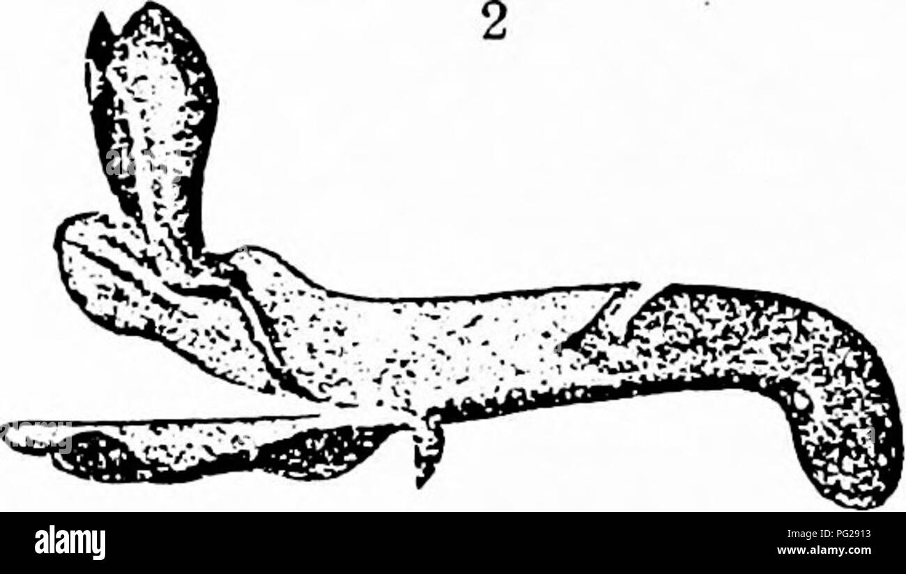 . La pollinisation des fleurs de manuel : d'après Hermann Mu ?ller 'le travail de la fécondation des fleurs par les insectes" . La fertilisation des plantes. Fig. 28. HuntbU-HEC-nectar de fleurs avec tlarly parlic cachée7profondément. (I) Aconitum Lycoc- tonum L. (dans les grandes lignes). (2j Corydalis solida Sm. (Le tube de la corolle a été par Ijitten tcrrester Bombas par). Aconitum Lycoctonum est d'intérêt particulier à cet égard. Le nectar de cette fleur est si profondément caché que seuls les insectes avec une très longue trompe sont en mesure d'atteindre. Particulièrement intéressant est le fait qu'en Allemagne centrale ce flux Banque D'Images