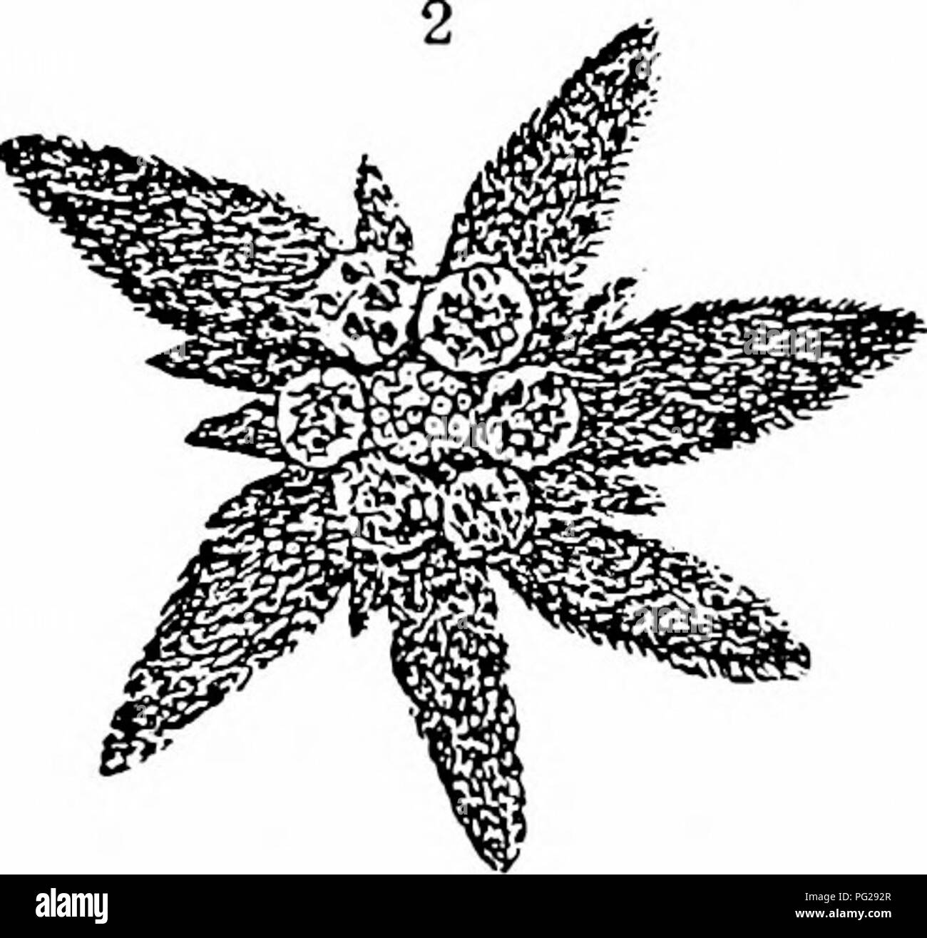 Ce manuel, basé sur les travaux de Hermann Müller, fournit un guide complet sur la pollinisation des fleurs par les insectes. Il se concentre sur les relations écologiques entre les fleurs et leurs pollinisateurs, y compris les abeilles, les papillons et les autres insectes. Le texte souligne le rôle de la couleur et de la forme dans l’attraction de pollinisateurs spécifiques et explique les diverses stratégies employées par les plantes pour la fertilisation. Banque D'Images