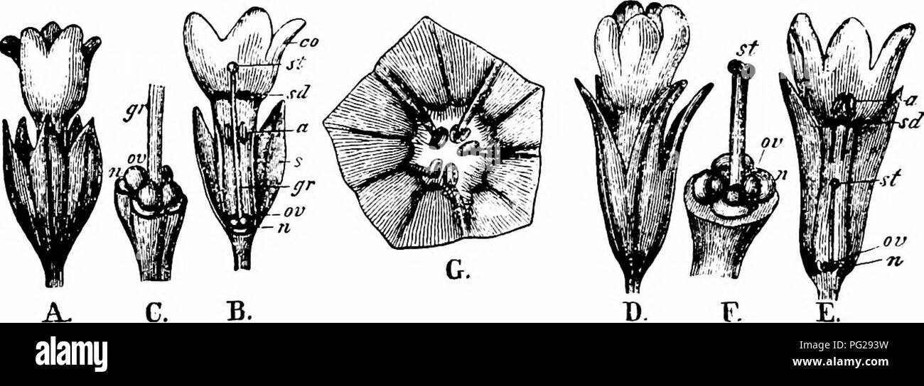 . La pollinisation des fleurs de manuel : d'après Hermann Mu ?ller 'le travail de la fécondation des fleurs par les insectes" . La fertilisation des plantes. Un NGIOSPERMAE DICOTYLEDOh 123-'ES $, skg., puis visiter P. anguslifolia ; 3. Osmia rufa /.. 5, skg. Alfken (Brême), 4 abeilles-I. Bombus agroium /".  ? ; 2. B. 5 pratoium Z. ; 3. Osmia rufa L. et 5 s ; 4. Podalirius acervorum L. j et S ; Schmiedeknecht (Thuringe), 2 abeilles-liortorum 5 Bombus L. et B. pratorum L. 5. Friese (Innsbruck), l'abeille Osmia uncinata Gers/., hors série. Hoffer (Steiermark), l'humble2170 Bombus agrorum F. 5. Flux remarqué Schuiz Banque D'Images