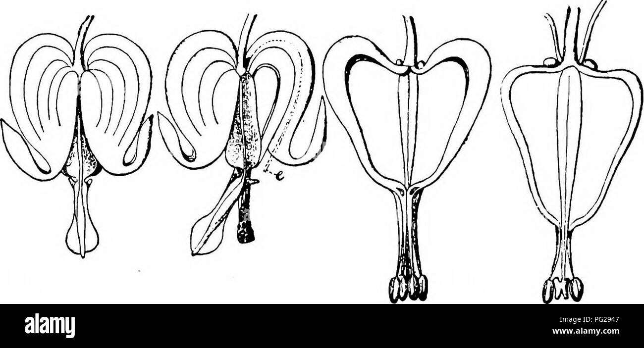 . La pollinisation des fleurs de manuel : d'après Hermann Mu ?ller 'le travail de la fécondation des fleurs par les insectes" . La fertilisation des plantes. 68 angiospermes-DICOTYLEDONES à les deux seuls endroits où il y a des postes vacants à l'intérieur de la fleur. Les parties de la projection à partir de filaments de la fleur avec les anthères-il fermer ensemble, entourant le style rigide avec sa stigmatisation, et ils sont eux-mêmes recouverts d'un capuchon formé par la fusion de l'extrémité des deux pétales intérieurs. Un temps considérable avant que la fleur s'ouvre de la déhiscence des anthères, de déverser leur pollen sur la lar Banque D'Images