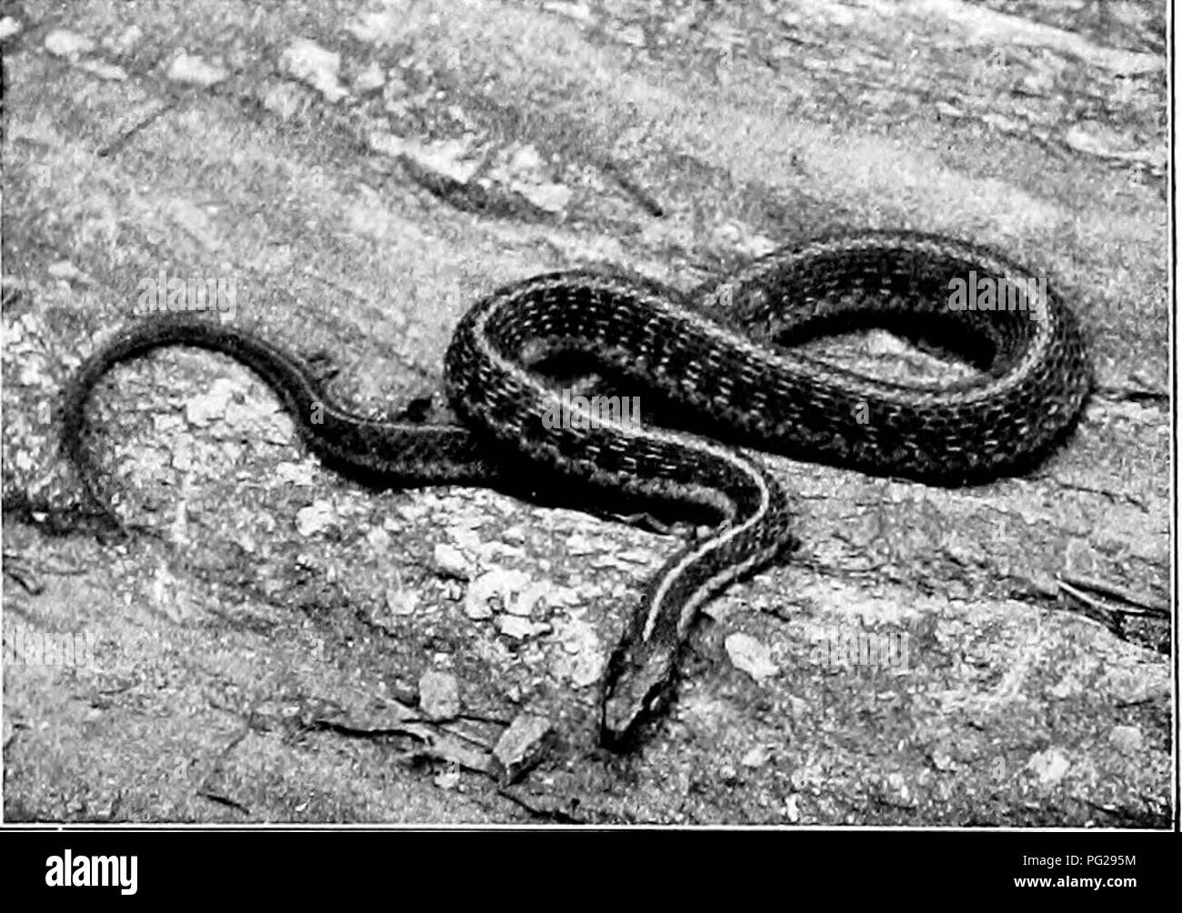 Le Western Coach-Whip Snake, ou Bed Racer, est un grimpeur et nageur actif. Il se nourrit principalement de petits rongeurs, d'oiseaux, d'œufs et de grenouilles, et ne constitue pas une menace pour les crotales à sonnette. Cette espèce est connue pour sa vitesse et son agilité, bien qu'elle manque de force significative. Malgré son comportement actif, il est plus un prédateur des espèces plus petites qu'un concurrent des espèces plus grandes. Banque D'Images
