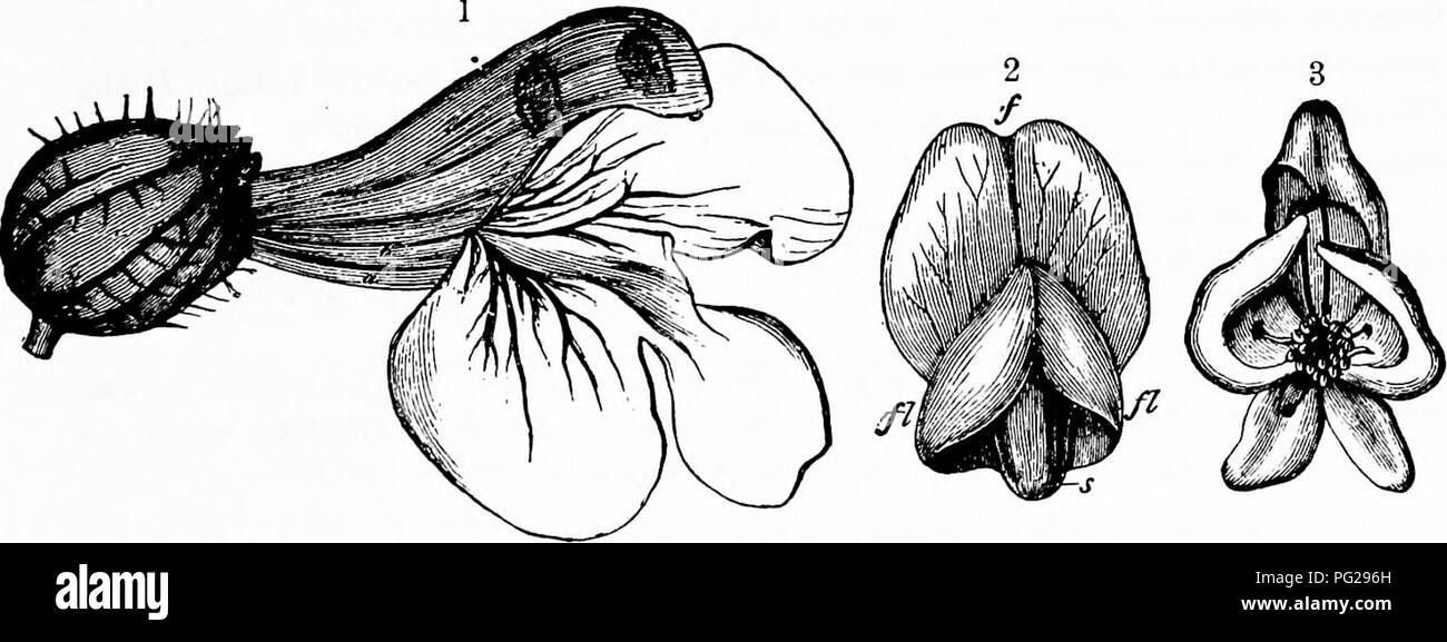 . La pollinisation des fleurs de manuel : d'après Hermann Mu ?ller 'le travail de la fécondation des fleurs par les insectes" . La fertilisation des plantes. Descendez-PLACES DANS LES FLEURS 99 Sprengel décrit ces formes de "faux nectar de fleurs." Les observations de Charles Darwin et Herm. Miiller ont prouvé que les visiteurs de l'alésage dans le tissu cellulaire juteux de nos espèces d'Orchis, et donc de se procurer la nourriture. Miiller a également montré que très probablement quelques visiteurs de Cytisus Laburnum et Erythraea centaurium alésage pour sap qui est enfermé dans les fleurs, et il n'est pas improbable que l'industrieuse plus b Banque D'Images