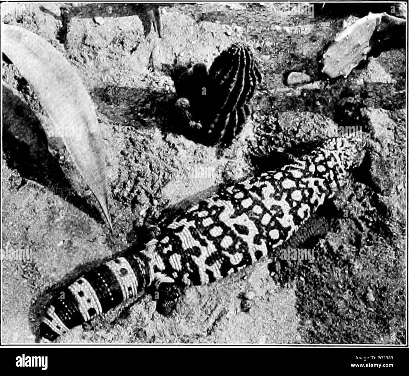 . L'American natural history ; une base de connaissances utiles de les animaux supérieurs de l'Amérique du Nord. L'histoire naturelle. La GILA MONSTER 335 application à un plus grand nombre d'élèves que tout autre lizard connue de l'auteur. Les couleurs de cette créature varient avec l'âge dans une mesure qui est susceptible d'être ^'ery déroutant. Observer le programme : Au cours de la première année, le corps est noir, avec des bandes jaunes, et la queue est bleu brillant. Dans la deuxième, la queue est gris ardoise, et le noir du corps est moins intense. Dans la troisième, le corps devient brunâtre, et les bandes sont indistinctes. Banque D'Images