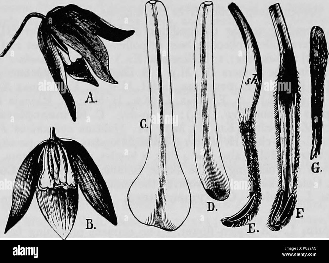 . La pollinisation des fleurs de manuel : d'après Hermann Mu ?ller 'le travail de la fécondation des fleurs par les insectes" . La fertilisation des plantes. RANUNCULACEAE 52. Atragene L. Homogamous fleurs d'abeille. La grande attraction ; sépales servir pour les petits pétales sont convertis en nectaires. 7. A. alpina L. (  = Clematis alpina Miller). (Herm. Miiller, '' Alpenblumen, p. 124-5 ; Ricca, 'Oss. fecondaz incroc suUa.. d. veget. alp. e subalp.' ; 'Kerner, Nat. Hist. PI.,'ing. Ed. i,ii, pp. 349-50 ; Schulz, Beitrage','p. j.)-une caractéristique fleur abeille. Selon Hermann Miiller, cette usine est un homogamous dans le Banque D'Images