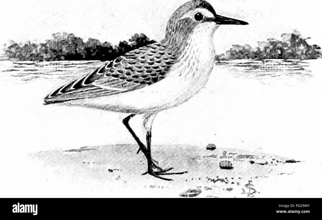 . L'American natural history ; une base de connaissances utiles de les animaux supérieurs de l'Amérique du Nord. L'histoire naturelle. WILSON S SNIPE. Ils s'exécuter avant l'eau. Comme la feuille de surf recule, ils courent vers le bas après qu'elle, pour aller chercher tout ce que d'autres insectes ou animaux comestibles ' Ac-io-dro'mcomme rnin-u-til'la. Longueur moyenne, 5,50 pouces.. LE.ST S.E PIPER. Mais leur journée de doom n'est pas loin. Il y a dans tous les pays du monde un gredin de lawless, élément qui est dépourvu de tout amour de la nature et de la vie sauvage, et qui colle à rien dans la ligne de la destruction. Elle pollue les cours d'eau, dynam Banque D'Images