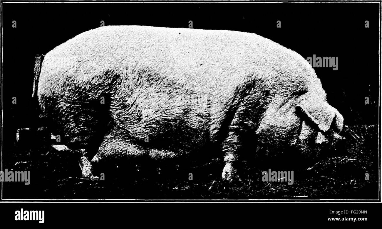 . Types et races d'animaux de ferme . Le bétail. 502 LE COCHON Blancs, comparativement à 3,18 pour le comté, qui se reproduisent le mieux faire à cet égard. Les qualités de reproduction de la Chester White un rang élevé, et il peut être considéré comme l'un des plus prolifiques du type à chair plus lourds des porcs. La preuve générale montre la Chester White sow de produire de plus grands que la moyenne des portées. En 1897 le Dr A. W. mordant a fait une étude minutieuse de la taille des portées de la Chester White, Berkshire, et Poland-China, établie selon les dossiers. livre généalogique Un total de 2083 ont été portées à l'étude, montrant'8,96 porcs par portée pour t Banque D'Images