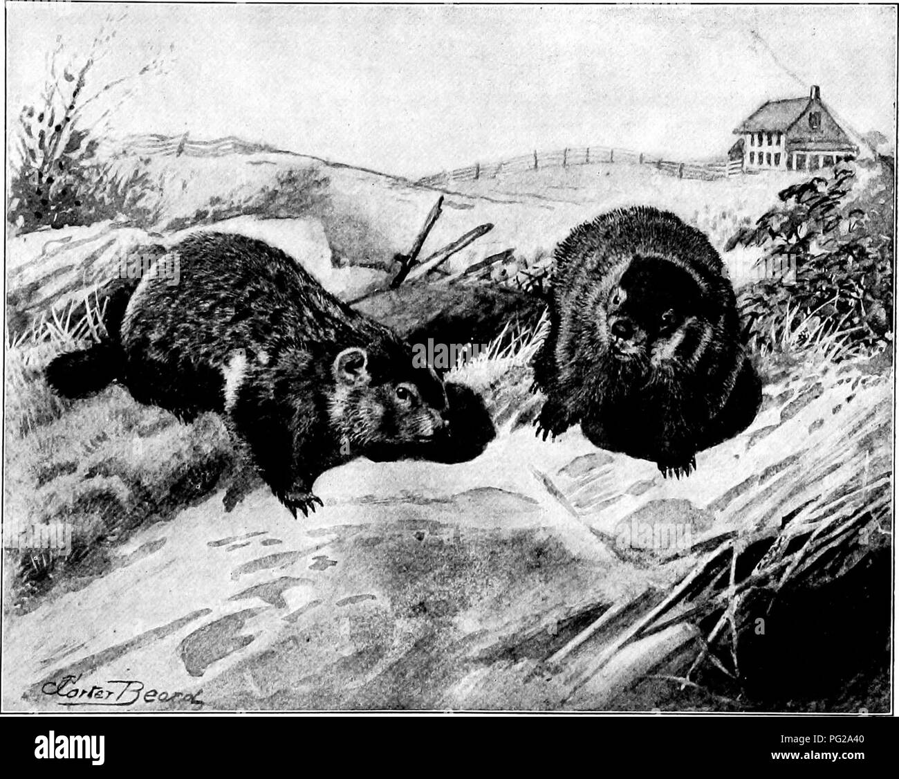 . L'American natural history ; une base de connaissances utiles de les animaux supérieurs de l'Amérique du Nord. L'histoire naturelle. La marmotte commune 79- prairie dog"," et il est rare que quelqu'un parle bien de lui. Son accueil est un terrier dans un coteau graveleux dans un lot "marais", ou des bois, et pendant qu'il aime à sortir et profiter de la chaleur du soleil, il n'a jamais ventures loin de sa porte. À l'automne, au lieu de stocker jusqu'vegeta- bles pour l'hiver, il prend une quantité de graisse, sous sa peau. Au début de novembre, il a allègrement va dormir dans son terrier, et n'est pas w Banque D'Images