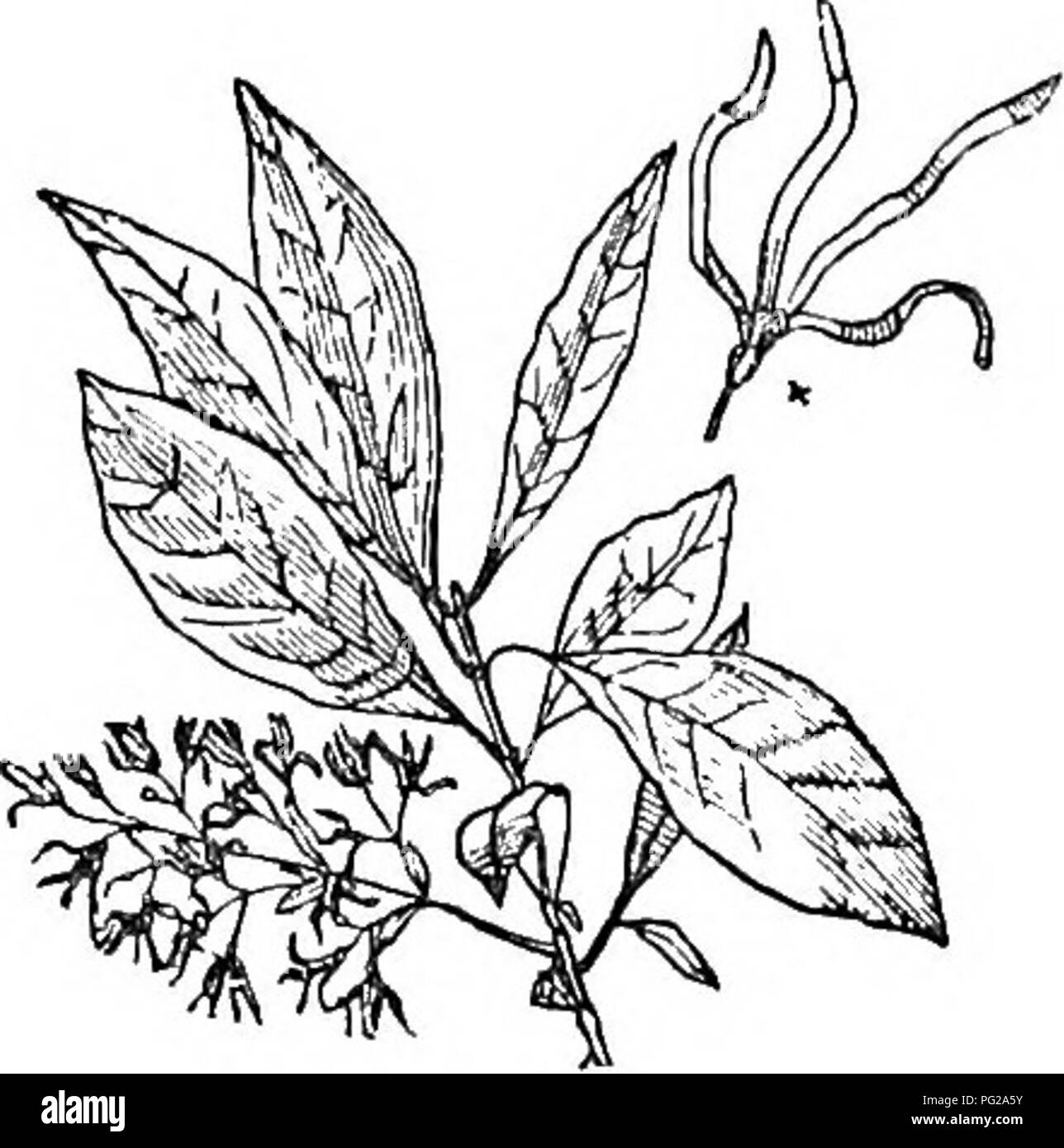 . Arbres et arbustes : une version abrégée de l'Arboretum et fruticetum britannicum : contenant les arbres et schrubs hardy de la Grande-Bretagne, des autochtones et étrangers, scientifiquement et populairement décrit : avec leur propagation, la culture et les utilisations et les gravures de presque toutes les espèces. Arbres, arbustes ; les forêts et la foresterie. 634 BEITANNICUM AUBORETUM ET FRUTICETUM. p. 13. ; P. latiftlia spinSsa B Wiild. Sp, 1. p. 43. Sunonymcs. P. tlicifblia JVilld. Enum. 1. Longifblia ^ . latifOlia Link Jahrb. 1. P. M. Je suis Philljrea j. Clm. Hist. p. 51. . » Engrmings", u nr. Pluk. Phyt., t. 310. f. 4. ; et notre^g. 1234, à partir d'une. Banque D'Images