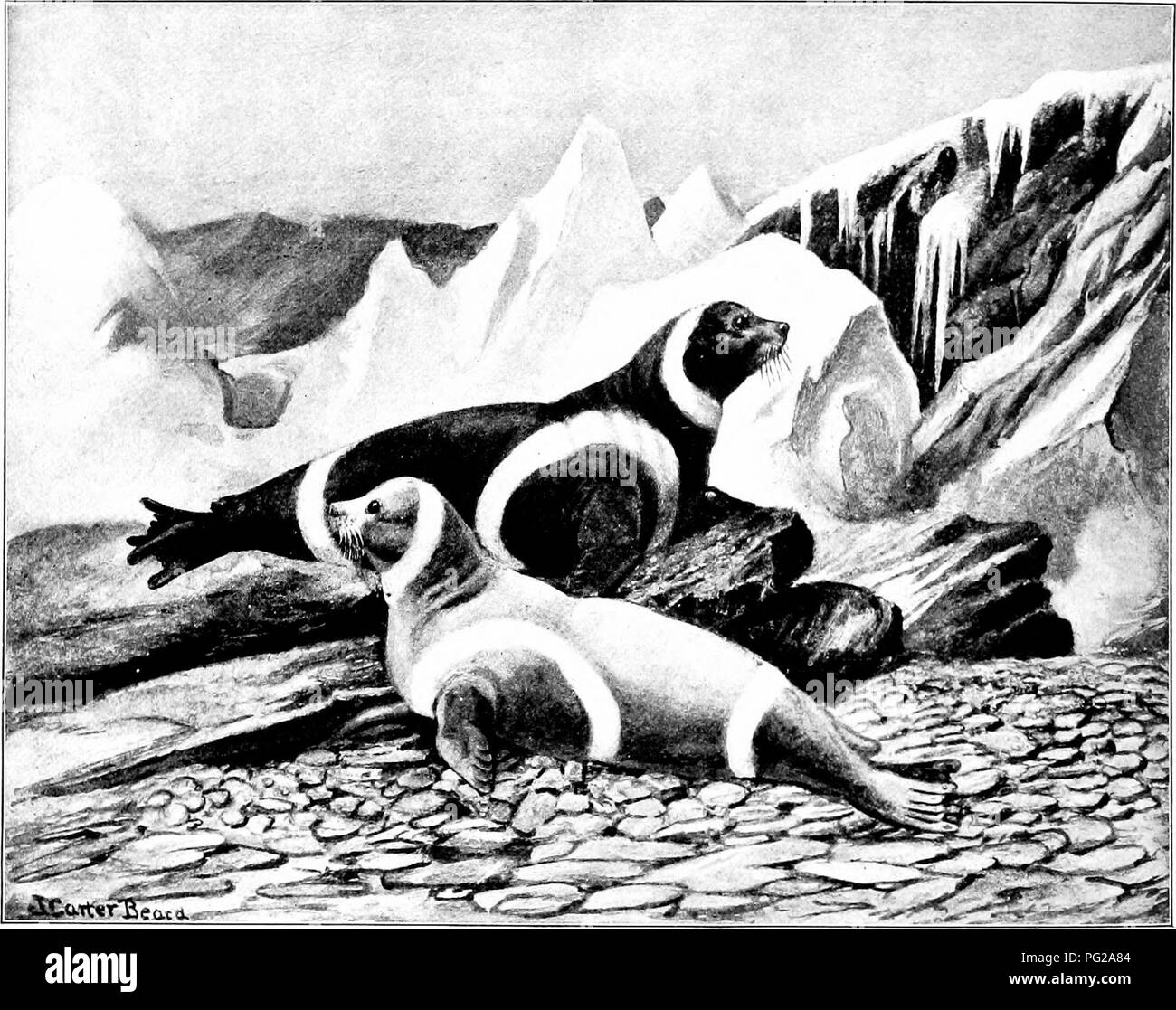 Ce travail fournit un guide exhaustif sur les animaux supérieurs de l’Amérique du Nord, y compris les mammifères, les phoques et les otaries, avec un accent particulier sur le petit phoque annelé et son rôle dans l’écosystème arctique. Banque D'Images Ce travail fournit un guide exhaustif sur les animaux supérieurs de l’Amérique du Nord, y compris les mammifères, les phoques et les otaries, avec un accent particulier sur le petit phoque annelé et son rôle dans l’écosystème arctique. Banque D'Images