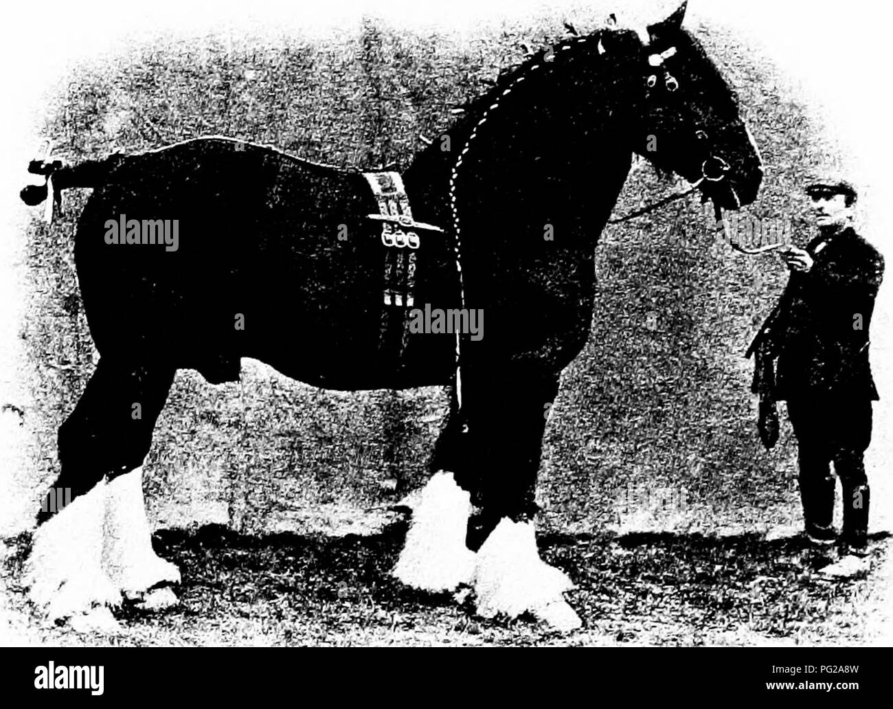 . Types et races d'animaux de ferme . Le bétail. Le SHIRE 127 étalons Shire important de la renommée en Angleterre semblent remontent à environ 1755. Packington Blind Horse, a déclaré avoir été née vers 1760, est reconnue comme une force (Milby au début de jours dans les comtés de Leicester et de Derby. Tom honnête (1062), née en 1806 dans le Lincolnshire, était un éminent sire en son jour et ses descendants a prouvé son mérite.. ^^ie fc â sS^t : Fig. 46. La Blythwood conquérant (14997), ^ Shire étalon de grand mérite, représentant du meilleur type. Célèbre en Angleterre en tant que père et affichons. La propriété de Sir Wal Banque D'Images