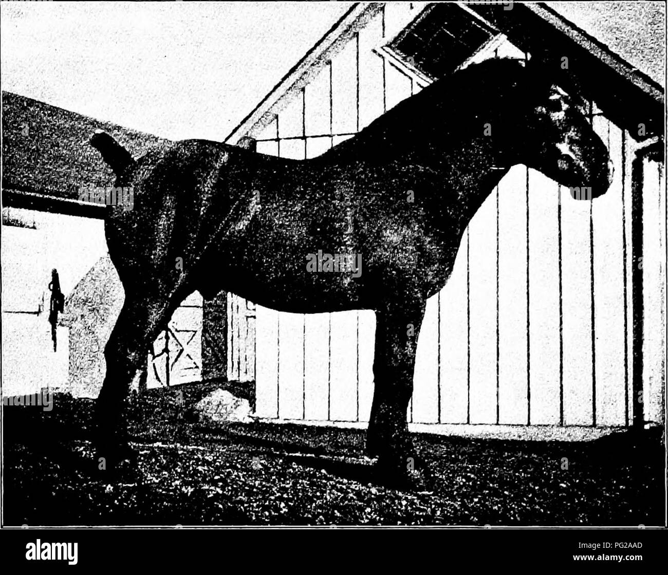 . Types et races d'animaux de ferme . Le bétail. Le PERCHERON 103 la race. Plus de soutien et bien développés, les pieds sont trouvés sur tout projet que sur le cheval percheron. L'os de la jambe est supérieur, mais les canons sont souvent défaut dans l'étendue et la planéité, tandis que le jarret est peut-être mieux qu'il n'est desir- capable. Nettoyer les membres inférieurs, des cheveux longs, compte pour une grande partie de la popularité de la Percheron en Amérique. Percheron L'action à une marche est raisonnablement vrai et snappy. Le trot, avec de bons représentants de la race, s'effectue avec vim et de la vie, les genoux. Fig. 3S. Monaco II Banque D'Images