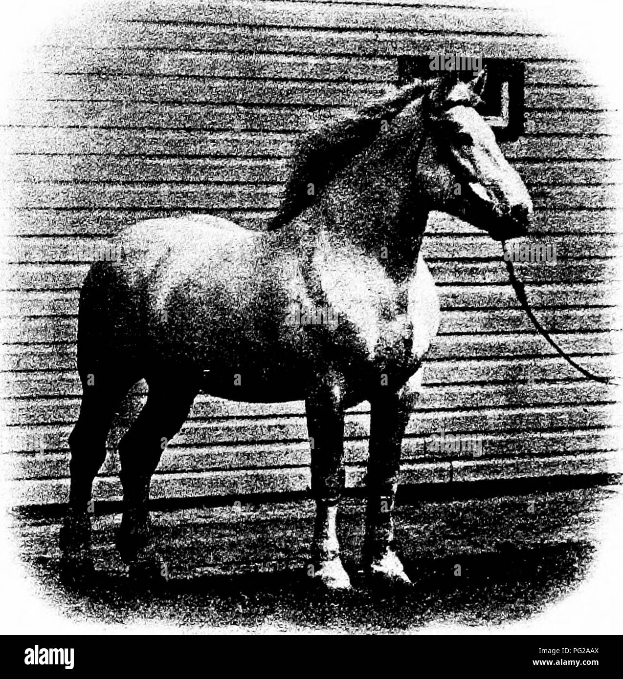 . Types et races d'animaux de ferme . Le bétail. Le PERCHERON 99 frontières de la Perche, en 1714, et l'autre à Pompadour en 1755. Ces ont été détruits pendant la révolution, mais ont été rétablies par Napoléon en 1806, et ont depuis été goujons de reproduction important, où le Percheron a été grandement améliorée. Environ 1775 Madame du Barry, de Paris, a reçu un cadeau d'une paire de. Fig. 35. Un bel exemple de type Percheron et caractère. À partir de la photographie de John W. Hills chevaux danois. Ces devint populaire, et plus tard d'autres du même genre ont été prises pour la Normandie. Puis English stock a été introd Banque D'Images