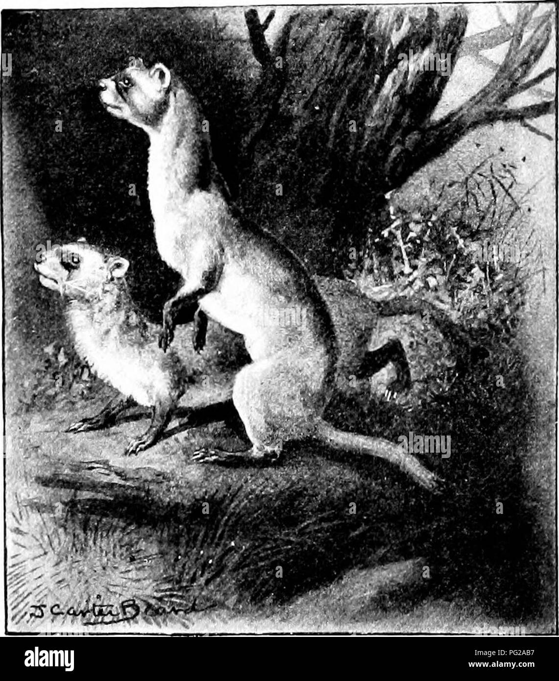 . L'American natural history ; une base de connaissances utiles de les animaux supérieurs de l'Amérique du Nord. L'histoire naturelle. Le Vison d'Amérique. Et la belette 29 de la ligne de côte. Mais avec l'introduction de feu- bras, et l'étanchéité des goélettes, la loutre de mer a l&155;een presque exterminé. Les quelques personnes qui restent sont très dispersées, et sont les plus sauvages et wariest de toutes les créatures sauvages. Le Vison ' est beaucoup plus petite que la loutre, . de couleur jaune brun ou de couleur brun foncé, et même s'il préfère vivre le long des rives des cours d'eau, il n'est pas un animal aquatique comme la loutre, ^^'hen possible, il fe Banque D'Images