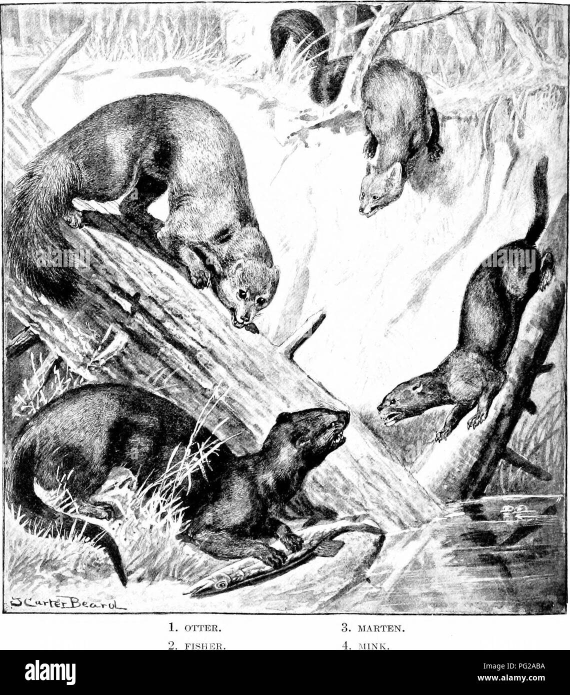 Ce travail d’histoire naturelle fournit de précieux renseignements sur les mammifères nord-américains, comme la loutre, le vison et le martin. Il détaille leurs caractéristiques physiques, la valeur de leur fourrure et leur rôle écologique dans leurs habitats. Banque D'Images