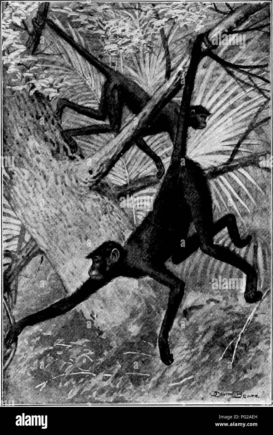 . L'American natural history ; une base de connaissances utiles de les animaux supérieurs de l'Amérique du Nord. L'histoire naturelle. Araignée, HIBOU et les singes écureuils 15 Il a un froissé et usé de soins visage, comme s'bur--chagrins des Dénés avec lequel la plupart des mon- captifs sont certainement les clés ! Le front, la gorge et l'épaule-points sont blancs, et le reste du corps est gris, brun ou noir de jais. Les Sapajous habitent l'Amérique centrale et du nord de l'Amérique du Sud. Environ deux cents spécimens sont portées à New York chaque année.. Singe à face noire. Al'e-les a'ter. où ils sont vendus par les concessionnaires à : Banque D'Images