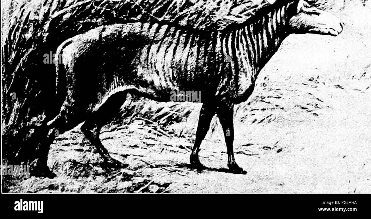 . Types et races d'animaux de ferme . Le bétail. 6 Le cheval, âne, MULE et la première association de l'homme avec le cheval préhistorique jusqu'découvert existait dans la mise en Œuvre de la pierre ou paléolithique ttie Âge. Il est supposé que l'homme chassait pour se nourrir les chevaux, puis les a chassés, et iinally les ont utilisés pour l'équitation et puis comme bêtes de somme. Les os d'êtres humains ont été trouvés dans la région de raccorde- ment avec la préhistoire cheval reste en Amérique du Sud, mais pas en Amérique du Nord. En Europe l'homme et de l'cheval préhistoriques étaient sans doute liés. Le lien entre le cheval préhistorique et l'h Banque D'Images
