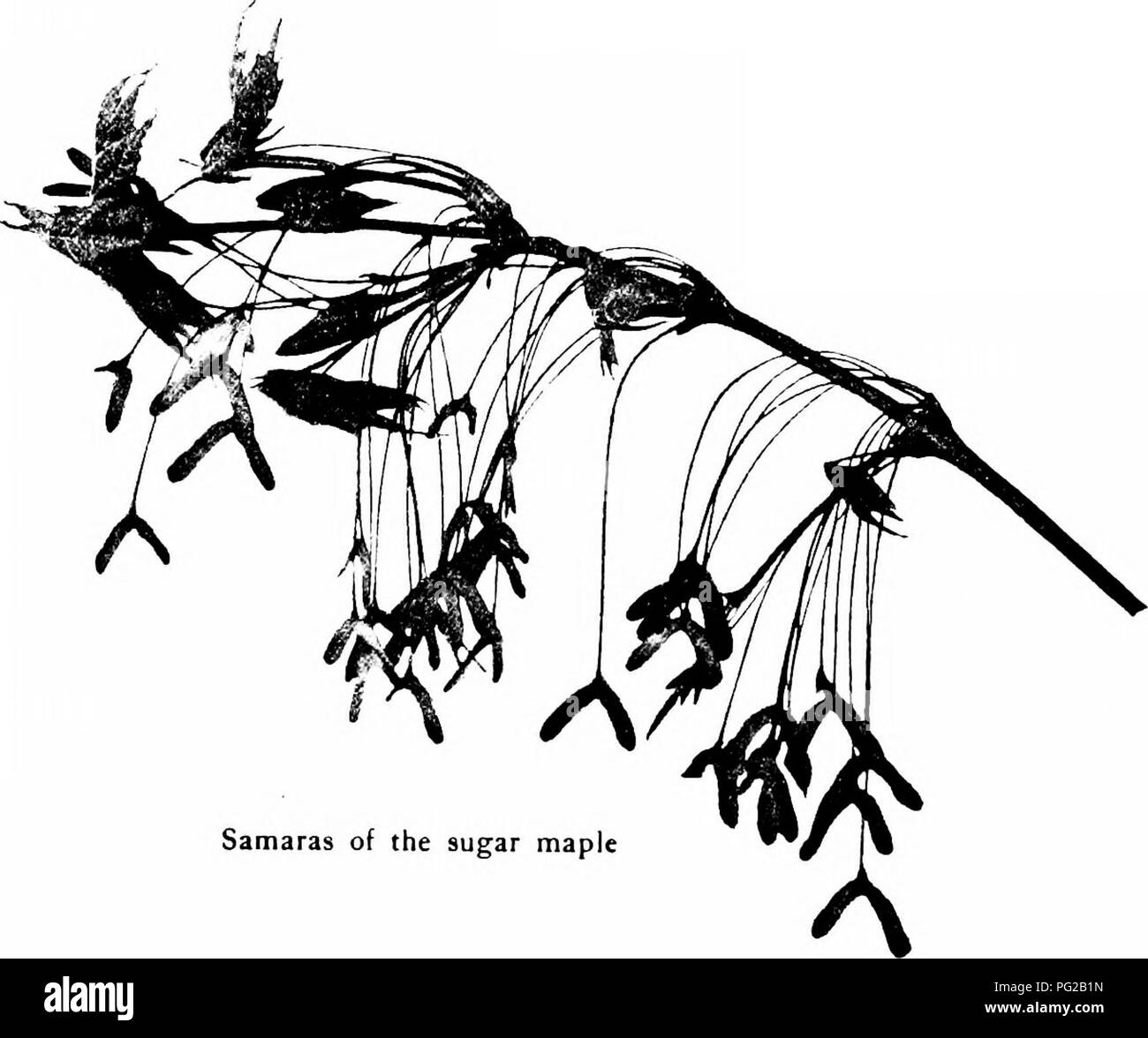 Ce passage de « se familiariser avec les arbres » discute de la beauté et de l'utilité des arbres comme l'érable à sucre. Il met en valeur les qualités uniques de l’érable à sucre, tant pour sa sève que pour son bois dur. L'auteur le contraste avec la beauté de l'orme, soulignant comment l'utilité d'un arbre peut parfois éclipser son élégance. Banque D'Images