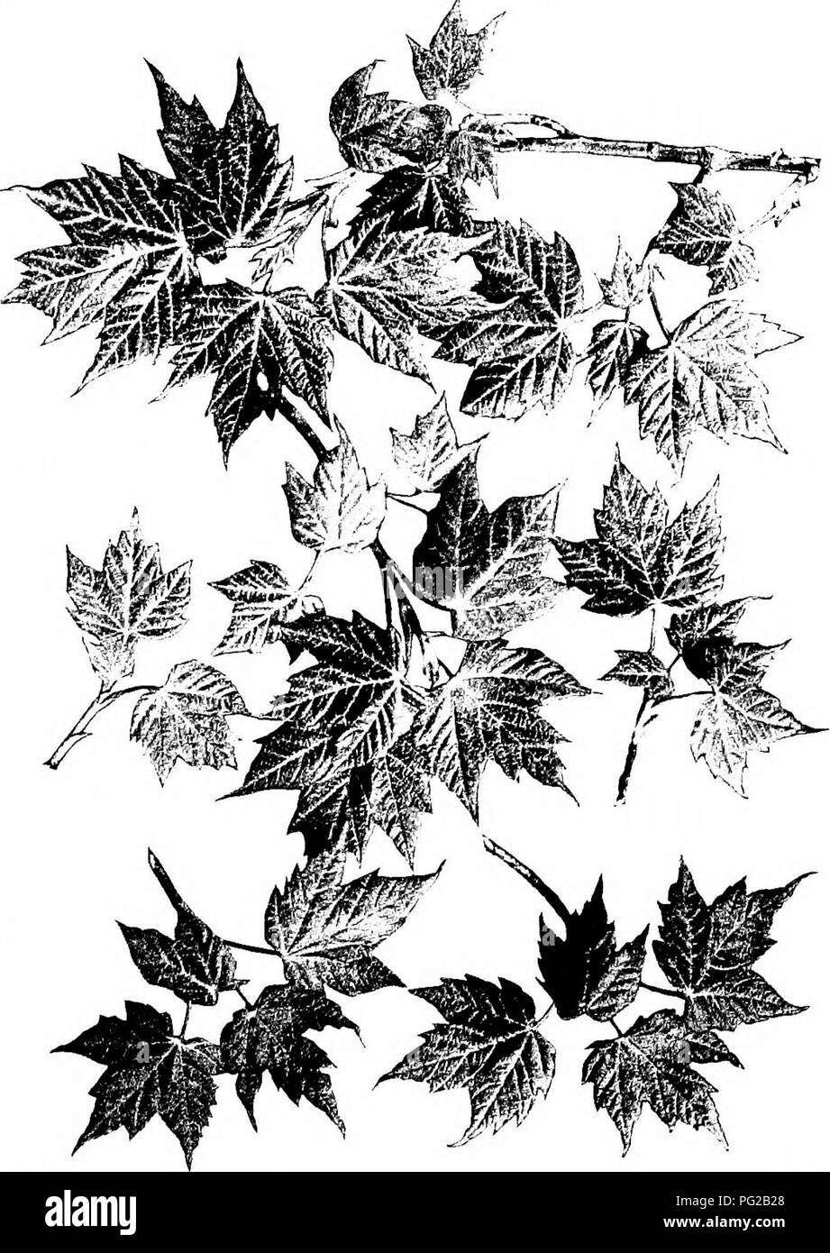 Cette publication met en évidence les jeunes feuilles de l'érable rouge, mettant en valeur leur forme distinctive et leurs premiers stades de croissance. Il fournit un aperçu des changements saisonniers de l'arbre et contribue à comprendre son rôle dans l'écosystème. Banque D'Images