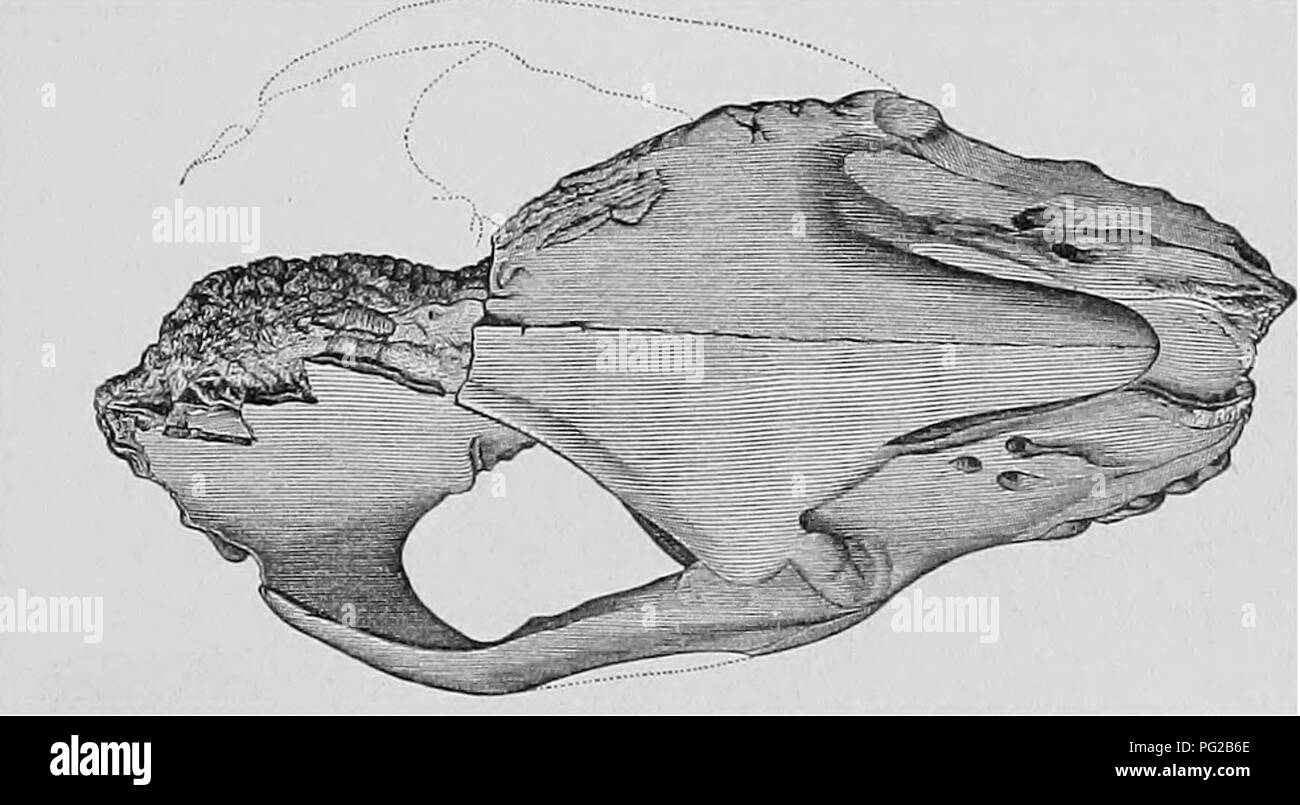 . Documents de faire face, 1871-[1897. La zoologie, la paléontologie. 1879-] Rhinocéros américain disparu et leurs alliés. 7717. Position-kaown la plus longue, l'espèce A. crassus, a été trouvé par le Dr Hayden sur la rivière Niobrara, Nebraska. Pré des dents soit les mêmes caractères ont été trouvés dans le nord du Kansas et de l'est du Colorado. Les autres espèces sont plus restreintes géographiquement. Une exploration considérable dans le Loup de lits de fourche au nord-est du Colorado, menée par moi-même en 1873, a révélé quatre individus de A. megalodus, mais pas de voir des fragments pour les autres espèces. Explorations dans le nord du Kansas Banque D'Images