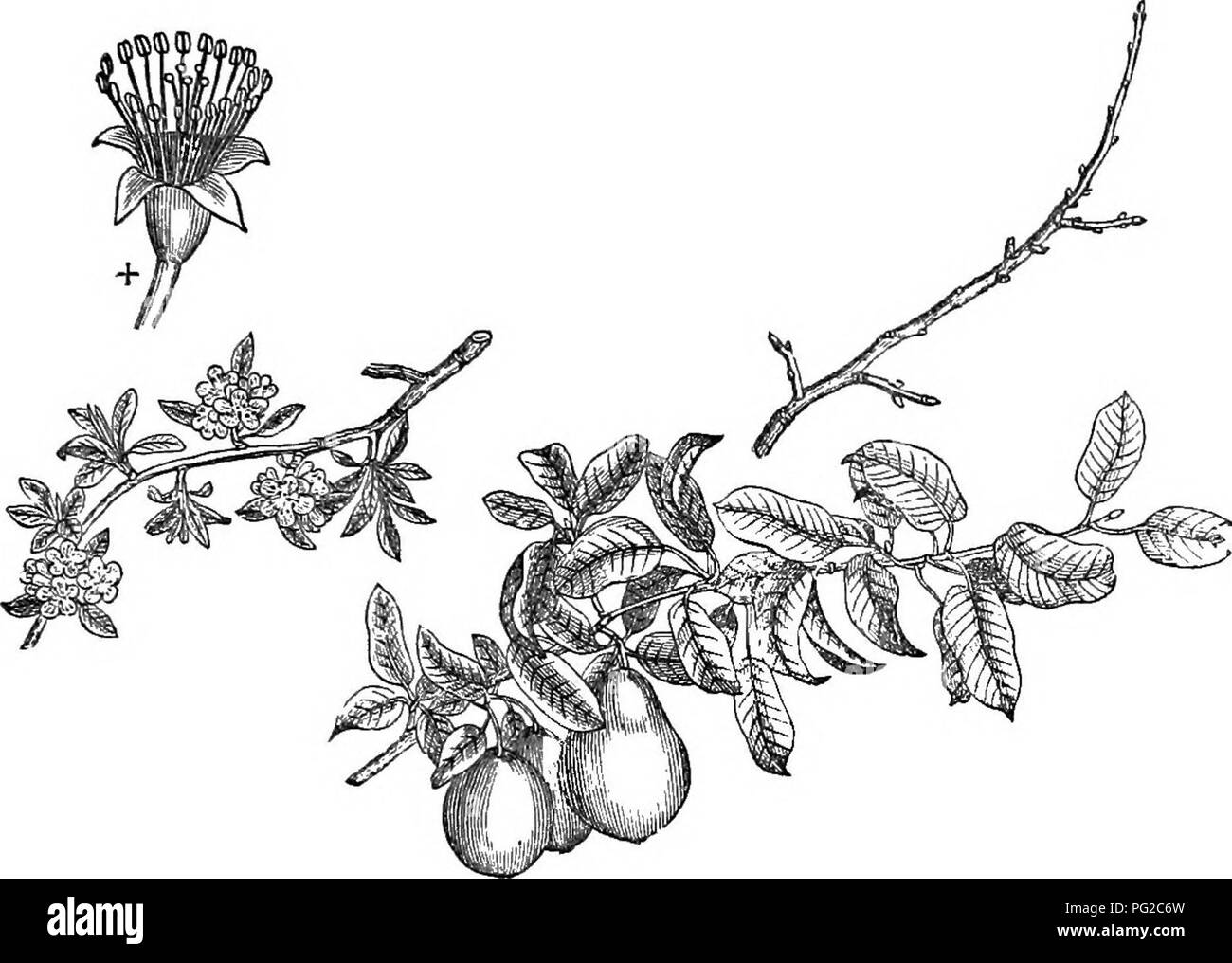 . Arbres et arbustes : une version abrégée de l'Arboretum et fruticetum britannicum : contenant les arbres et schrubs hardy de la Grande-Bretagne, des autochtones et étrangers, scientifiquement et populairement décrit : avec leur propagation, la culture et les utilisations et les gravures de presque toutes les espèces. Arbres, arbustes ; les forêts et la foresterie. XXVI. iJosA^'cE : pv'rus. 410. 769. p. c. var. Qlout Morceau. et la fin de l'accrochage sur l'arbre. Il y a une plaque de cette variété dans l'Arb. Brit., 1e édition., tome i. Kapoleon.-laisse une large et brillant. De grandes fleurs. L'arbre vigoureux, et d'un bon au porteur. Le fruit excellent. Swan's Egg. - Banque D'Images