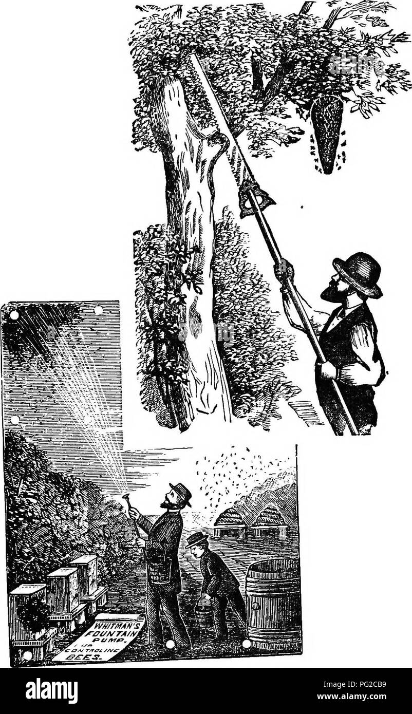 . Le guide de l'apiculteur : ou manuel du rucher . La culture de l'abeille ; les abeilles. La fontaine d'Whitmatt la pompe. Fig. 98. 253. Veuillez noter que ces images sont extraites de la page numérisée des images qui peuvent avoir été retouchées numériquement pour plus de lisibilité - coloration et l'aspect de ces illustrations ne peut pas parfaitement ressembler à l'œuvre originale.. Albert Cook, John, 1842-1916. Chicago, Illinois : George W. York &AMP ; Co. Banque D'Images