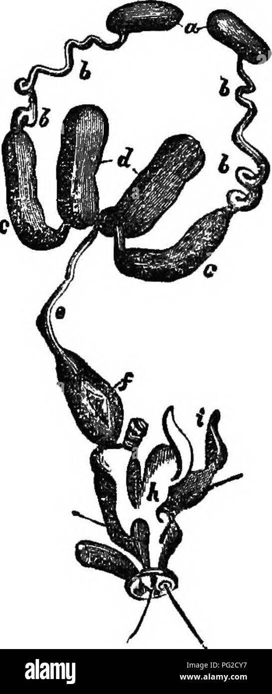 . Le guide de l'apiculteur : ou manuel du rucher . La culture de l'abeille ; les abeilles. Organes masculins d'insectes. 73 Si nous sauf abeilles et guêpes, il n'y a pas de véritables insectes qui ont besoin d'être craint, ni besoin de nous sauf eux, avec l'utilisation équitable même ils sont rarement provoqué d'utiliser leur arme cruelle. Des organes d'insectes. Les organes masculins sont constitués des testicules (Fig. 22, a) qui sont doubles. Ils sont composés de tubes ou de vésicules, de qui il y a peut-être d'un, comme dans le bourdon, à la Fig. 22.. Homme OrgaTis Droney de mas^nijied beaucoup. e canal commun. ^ j canal éjaculateur. h pénis. Je saccules jaune. un testicules. b b Vasa Banque D'Images
