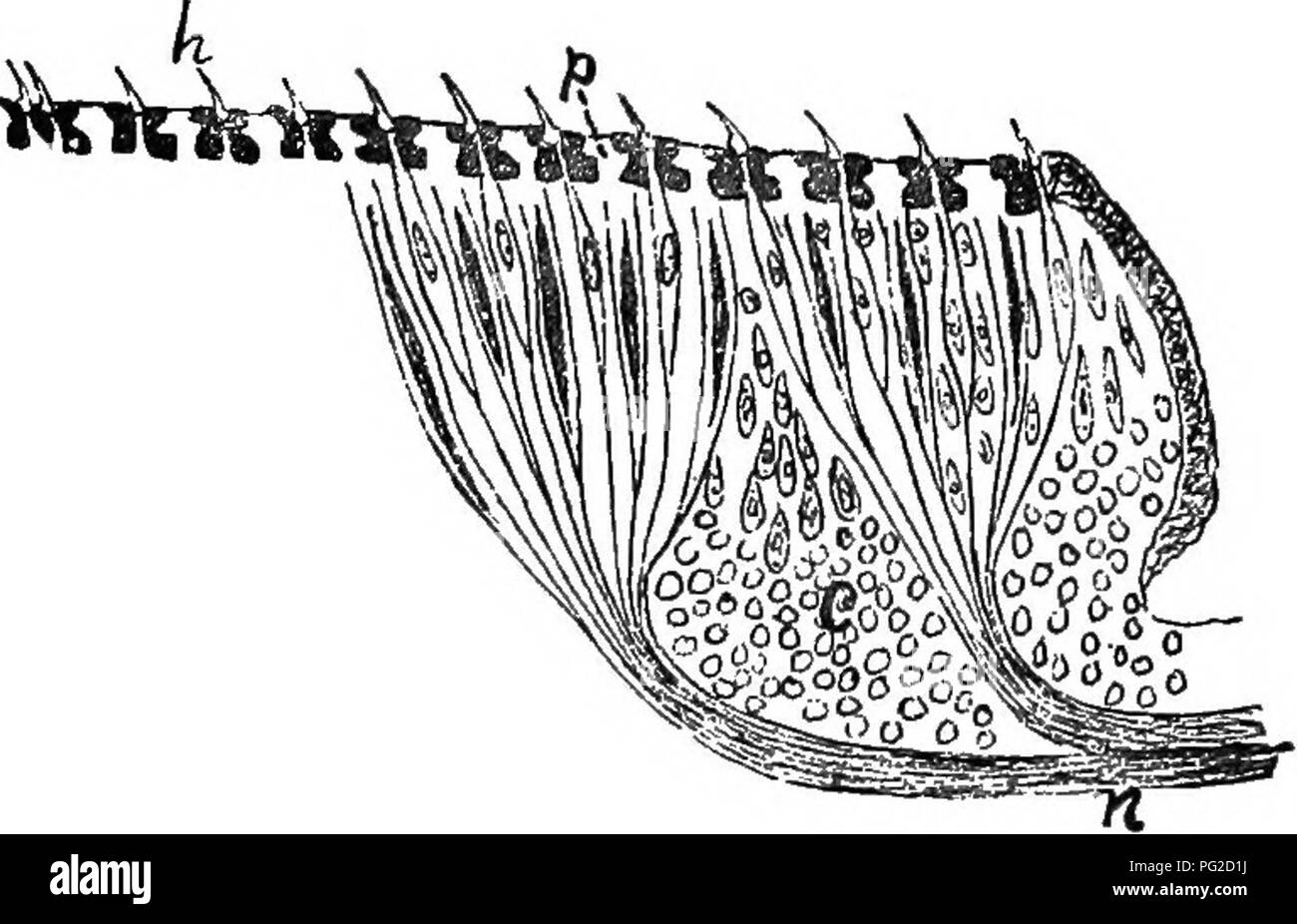. Le guide de l'apiculteur : ou manuel du rucher . La culture de l'abeille ; les abeilles. Structure de l'antenne. 57 Les insectes trouvent souvent leur partenaire lorsqu'il nous semble impossible. Ainsi, j'ai connu des centaines de papillons mâles d'entrer dans une chambre par une petite ouverture dans une fenêtre, attiré par une femme à l'intérieur de la chambre. J'ai aussi connu à l'extérieur d'un essaim fenêtre fermée attirés par une femme à l'intérieur. Les insectes mâles ont même été connue pour atteindre leur^ en entrant une salle à travers un tuyau de poêle. Pourtant, Hauser a constaté que cette capacité était parti avec la perte de l'antenne. Kraeplin et otliers ont depuis prouvé la cor- i-ectn Banque D'Images