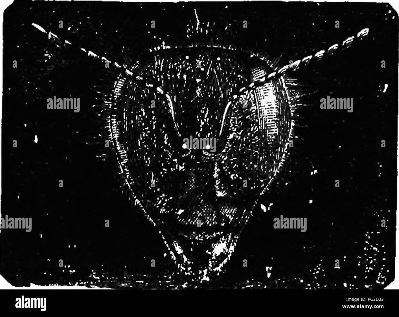 . Le guide de l'apiculteur : ou manuel du rucher . La culture de l'abeille ; les abeilles. Chef de Drone, magnifiied. Antenne, yeux composés, yeux simples, fig. 6.. Chef de travailleur, viagnijied. AnU'^ iuia Eyts composé simple, yeux, avec une dent rudimentaire (Fig. 42, un (5), court-langues, et pas de corbeilles à pollen, s'ils ont le vaste tibia et tarse basale large (Fig. 44, t s).. Veuillez noter que ces images sont extraites de la page numérisée des images qui peuvent avoir été retouchées numériquement pour plus de lisibilité - coloration et l'aspect de ces illustrations ne peut pas parfaitement ressembler à l'œuvre originale.. Cook, Albert Joh Banque D'Images