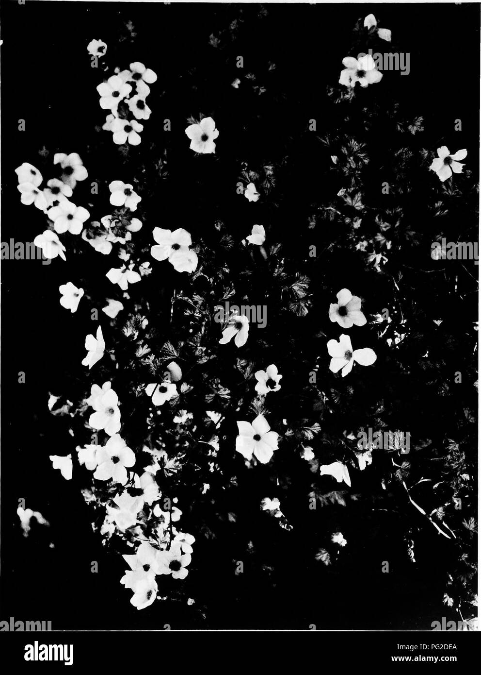 Dans 'My Shrubs', Eden Phillpotts explore la culture et le soin des arbustes ornementaux. Fournissant des informations détaillées sur une variété d'arbustes, le livre sert de guide pour planter et entretenir ces plantes décoratives dans les jardins, avec un accent particulier sur l'attrait esthétique et la valeur ornementale. Banque D'Images