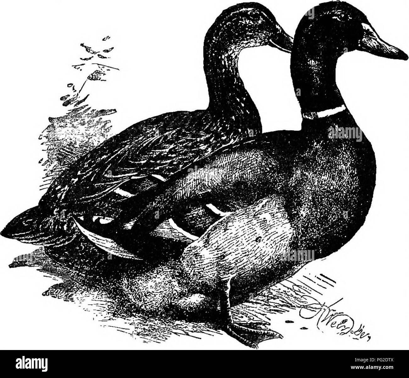 . Basse-craft. Un texte-livre aux éleveurs de volailles ... La volaille. 23S PO R TR UL- de l'artisanat. Selon les descriptions de cette race comme cultivé près de la ville d'où il Enghsh talies son nom, les canards d'Aylesbury devrait être tout à fait l'égale des Pekins dans la qualité du marché et de la capacité de croissance rapide. Dans les mains de l'American growers ils ont jusqu'à présent été très inférieur. Poids standard sont : adulte mâle, 9 lb. ; jeune drake, 8 lb. ; canard adultes, 8 lbs. ; jeune canard, 7 lb 350. Les canards de Rouen ont le même poids standard comme Aylesburys. En couleur elles ressemblent à la couleur commune de canards, thoug Banque D'Images