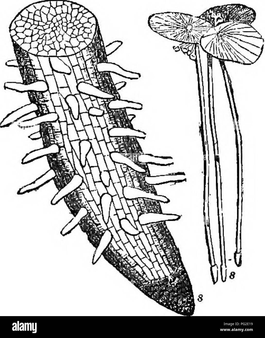 . Class-livre de botanique : être présente de la structure, la physiologie et la classification des végétaux ; avec une flore des États-Unis et du Canada . La botanique, la botanique, la botanique. 600, Section d'un ^crogenons- Arbre tige de fougère (Cyathea), montrant les faisceaux vasculaires ancré près de la circonférence de la cel- lular masse. 722. ThaI;L06ens sont les plus bas de l'échelle de classement, n'ayant pas d'axe 699 vrai, divers types de navires dans un bois- ^^^ ^^ ^^^^^ ^^^^^^ ^^^^ parenchyme, aber de bambou ou Eattan. Un, les cellules de paren- '^ . •" . ' Ehyma ; 6, cellules annulaires ; e, les navires en spirale ; qui pousse m threads ou Banque D'Images