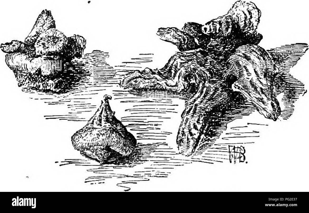 . Cyclopedia of American horticulture, comprenant des suggestions pour la culture de plantes horticoles, les descriptions des espèces de fruits, légumes, fleurs et plantes ornementales vendues aux États-Unis et au Canada, ainsi que des notes biographiques et géographiques. Le jardinage. 84. Anemone patens, var, Nuttalliana (YE). X hortensis, là., 8 ; 21 ; multifida, japonica, nar- cissiflora ; 22, 24 ; 15 ; nemorosa, nemorosa, var. quinqiie- folia, 16 ; oooidentalls ; 5, 19 ; Oregana, palmata, 10 ; patens, 3, 8 ; Pavoniana ; Pennsylvanica, 23 ; Pulsa- tilla, Parthenocissus quinquefolia ; 4, 16 ; ranunculoid Banque D'Images