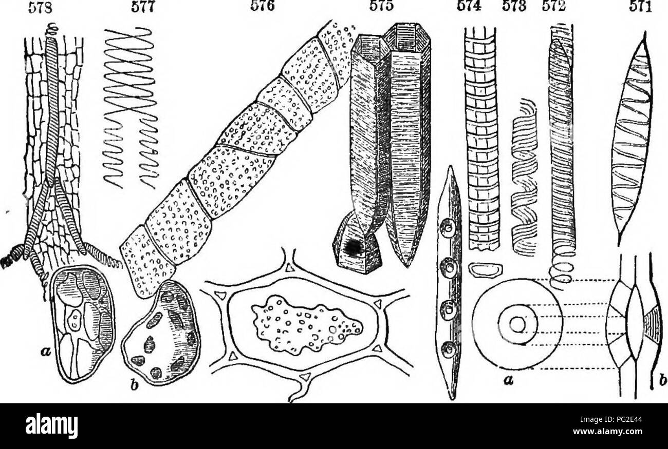 . Class-livre de botanique : être présente de la structure, la physiologie et la classification des végétaux ; avec une flore des États-Unis et du Canada . La botanique, la botanique, la botanique. De la cellule végétale. 133 654. Cblltjlosb, du matériau dont la partie extérieure des murs de cellules et d'autres secondaires (couches sont faites, est prouvé par une analyse chimique pour se composent de trois éléments simples, carbone, hydrogène, oxygène, dans les proportions de C24 Hjfi Alkubaisi, en carbone et les éléments exacts de l'eau. Dans le matériau de l'utricule primordial l'azote est ajouté. De ces quatre éléments simples (C H 0 N) avec de légers ajouts de l Banque D'Images