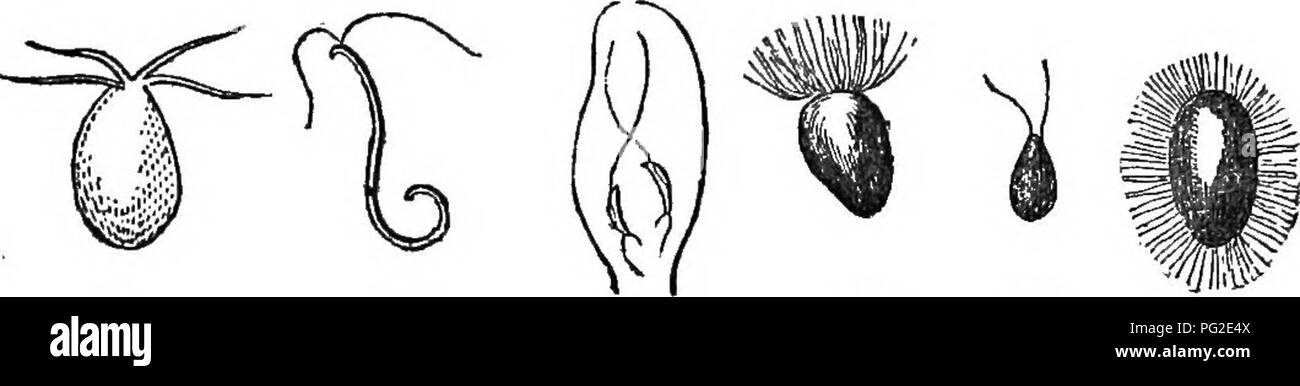 . Class-livre de botanique : être présente de la structure, la physiologie et la classification des végétaux ; avec une flore des États-Unis et du Canada . La botanique, la botanique, la botanique. TBB CRTFTOOAMIA FLOWEBLESS OU PLANTES. Les anthéridies 129 (le pollen ?) et flottante activement jusqu'à l'arche- gones, ou périr. 634. Altehnate génération est un phénomène nettement tracée dans bon nombre des cryptogames. Ainsi, les mousses, en germant, produire d'abord de longueur, verdâtre fila- ments tout à fait assimilé à l'Confervae (frog'a-spawn). À partir de ces derniers, à la longueur, surgissent et se développent dans buda un vrai mousse. Fougères, également, et Equise Banque D'Images