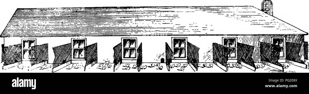 . Basse-craft. Un texte-livre aux éleveurs de volailles ... La volaille. 5&amp;ICT9/N THR9C-D. UGrt^- OSC-'TM ruEy^^  TioN. Par courtoisie Journal de volaille fiable. Fig. 32. Incubateur couveuse Maison avec cave,- maison principale, i6 x 52 pi., aile, 8 x 16 pi., sous-sol, 16 x 16 pi. ; Hall, 4 ft, large ; 8. dans les tuyaux de l'étage, six tuyaux d'écoulement d'un pouce ; un iwo pouces tuyau de retour. Double Chambre arraisonné wilh papier entre. Coût complet, environ 250 $.. Veuillez noter que ces images sont extraites de la page numérisée des images qui peuvent avoir été retouchées numériquement pour plus de lisibilité - coloration et l'aspect de ces illustratio Banque D'Images