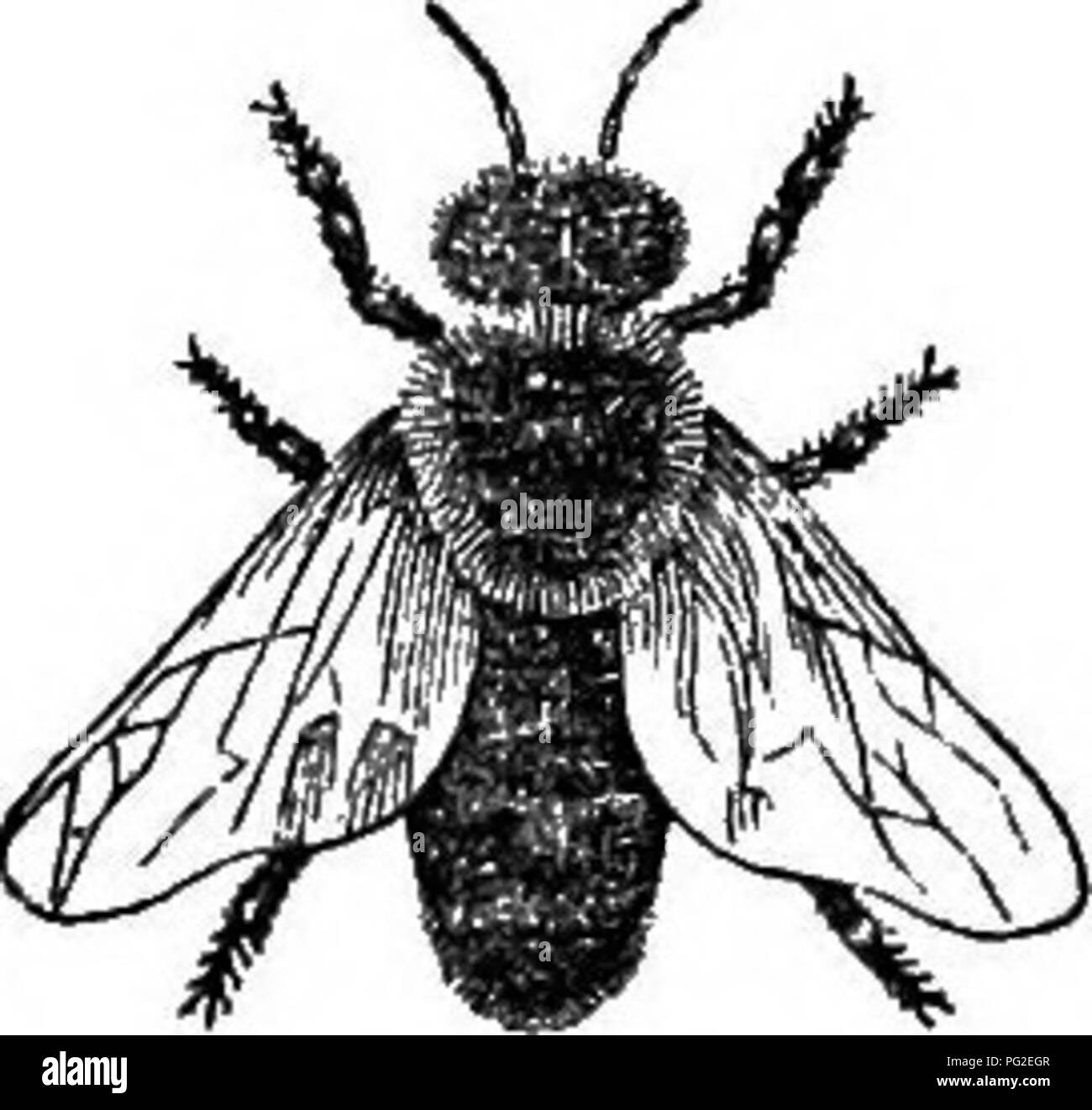 . L'American bee keeper's manual ; être un traité pratique sur l'histoire et l'économie domestique de l'abeille de miel ... avec les la plupart des méthodes de gestion approuvé cet insecte par chaque direction générale de sa culture ... Les abeilles. Reine. Travailleur. Drone. NEW YORK : PUBLIÉ PAR C. M. Saxton, 121 Fulton Street. 1849. Veuillez noter que ces images sont extraites de la page numérisée des images qui peuvent avoir été retouchées numériquement pour plus de lisibilité - coloration et l'aspect de ces illustrations ne peut pas parfaitement ressembler à l'œuvre originale.. Miner, T. B. (Thomas B. ), 1808-1878. New York, C. M. Saxton &AMP, le nom de l'entreprise Banque D'Images