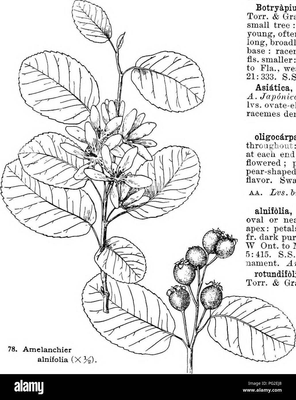 . Cyclopedia of American horticulture, comprenant des suggestions pour la culture de plantes horticoles, les descriptions des espèces de fruits, légumes, fleurs et plantes ornementales vendues aux États-Unis et au Canada, ainsi que des notes biographiques et géographiques. Le jardinage. AMASONIA AMASOiriA (après Thomas Amason, early American Traveler'erbendcea ^). Les vivaces de Trini- papa, avec de longs poils, tubulaire slj. jaune et rouge vif, les bractées qui restent attrayantes deux ou trois mois à la fois. calyoina, Hook. f. {A.punicea,'Rort. notVahl.). Lvs. 6-12 in. de long, elliptiques, de l'acum Banque D'Images