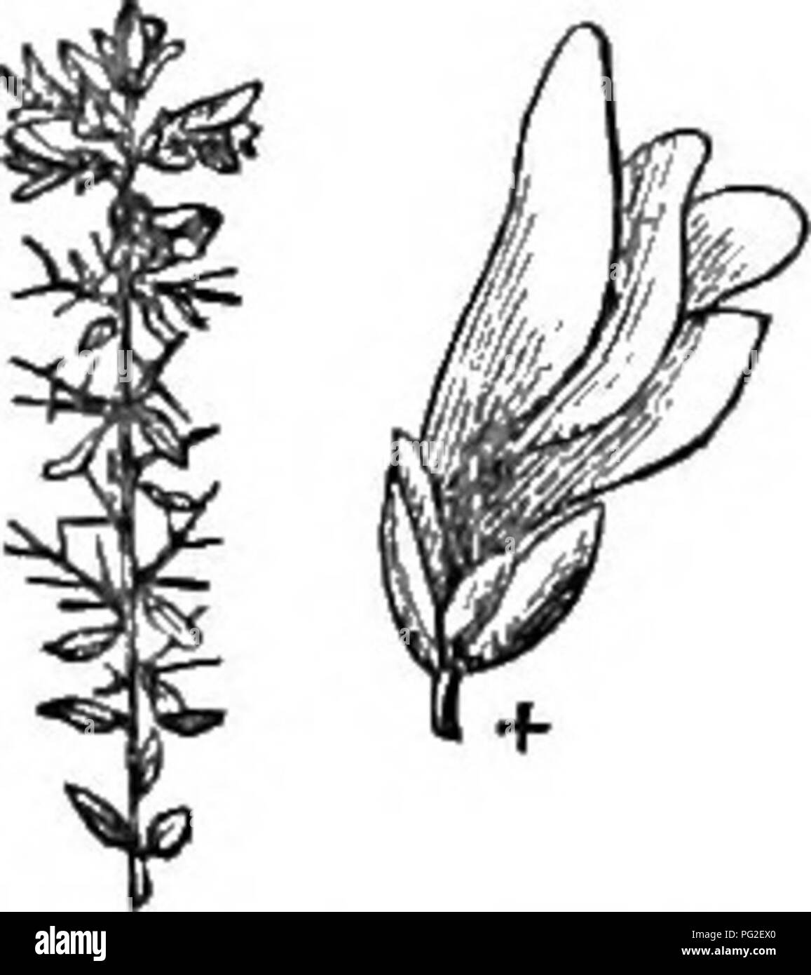 Cette édition abrégée de *Arboretum et fruticetum britannicum* offre un guide complet des arbres et arbustes robustes en Grande-Bretagne, y compris des descriptions scientifiques et populaires des espèces, de leur culture et de leurs utilisations dans l'aménagement paysager et la foresterie. Banque D'Images