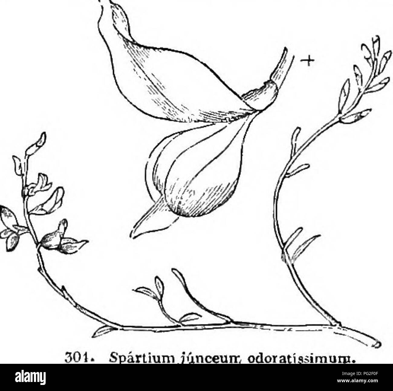 . Arbres et arbustes : une version abrégée de l'Arboretum et fruticetum britannicum : contenant les arbres et schrubs hardy de la Grande-Bretagne, des autochtones et étrangers, scientifiquement et populairement décrit : avec leur propagation, la culture et les utilisations et les gravures de presque toutes les espèces. Arbres, arbustes ; les forêts et la foresterie. 202 ARBORETUM ET FRUTICETUM BRITANNICUM. Vers le bas, en 1815, ou avant. Il est très droit dans sa croissance, et atteint la hauteur, en bons sols, de à partir de 6 pi à Ittft. en autant d'années. Ses branches sont si doux et succulent que les moutons et les bovins les manger sans blesser la bouche, et un Banque D'Images