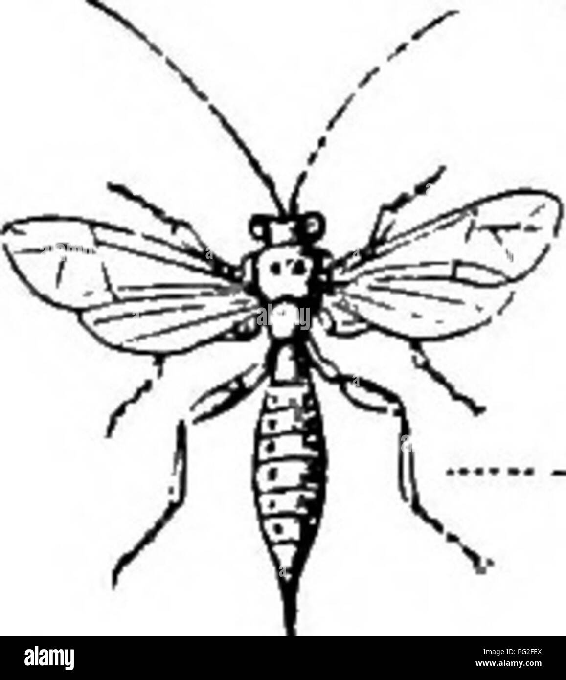 Une exploration des habitats construits par les animaux, en se concentrant sur leurs techniques de construction et leurs matériaux. Le livre classe les maisons en fonction des principes de l'architecture, décrivant comment les animaux comme les castors, les oiseaux et les insectes construisent leurs habitations en utilisant les ressources naturelles. Il met en évidence l'ingéniosité et l'adaptation des espèces dans la création de maisons fonctionnelles pour l'abri et la reproduction. Banque D'Images