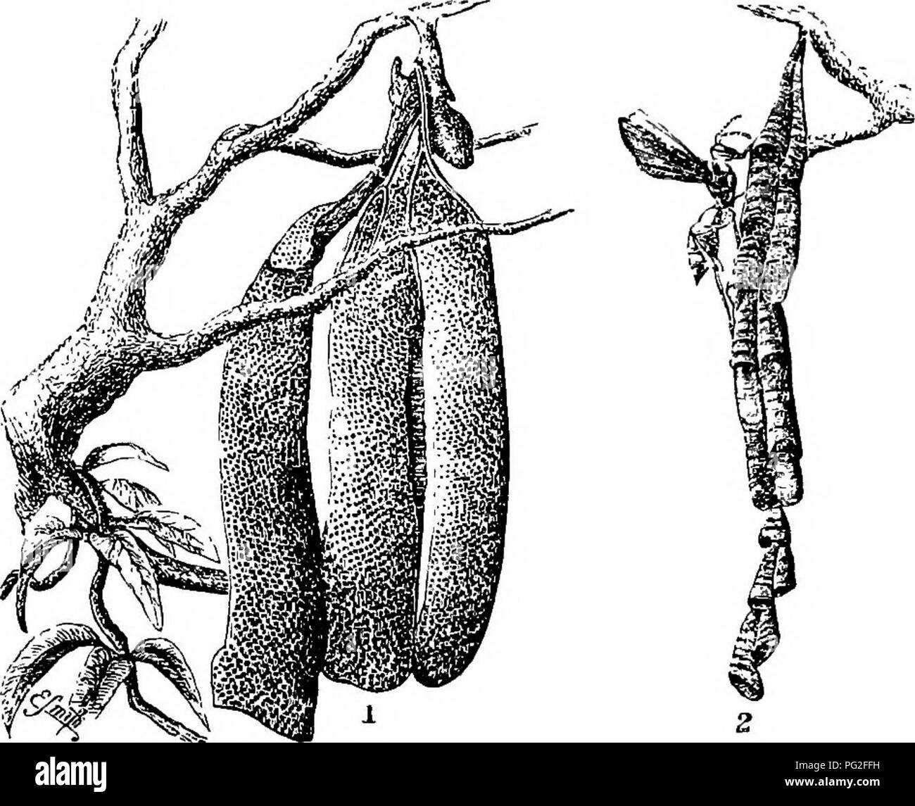 . Des maisons sans les mains. Une description de cours : les habitations des animaux, classées en fonction de leur principe de construction. Les animaux. SINGULAE NIDS. .461 Amazon fourmis doit toujours choisir les nymphes qui après être développé dans les quartiers- neutres, et ne prenez jamais ceux dont les hommes et les femmes seront délivrées. L'Amazone du continent n'est pas la seule qui asservit le ueutei ant-s d'une autre espèce, dans différentes parties du monde plusieurs espèces de fourmis ont été observés qui se servent de travailleurs appartenant à d'autres nids, et de les amener à faire le travail de la maison. Un ErazUian speci Banque D'Images