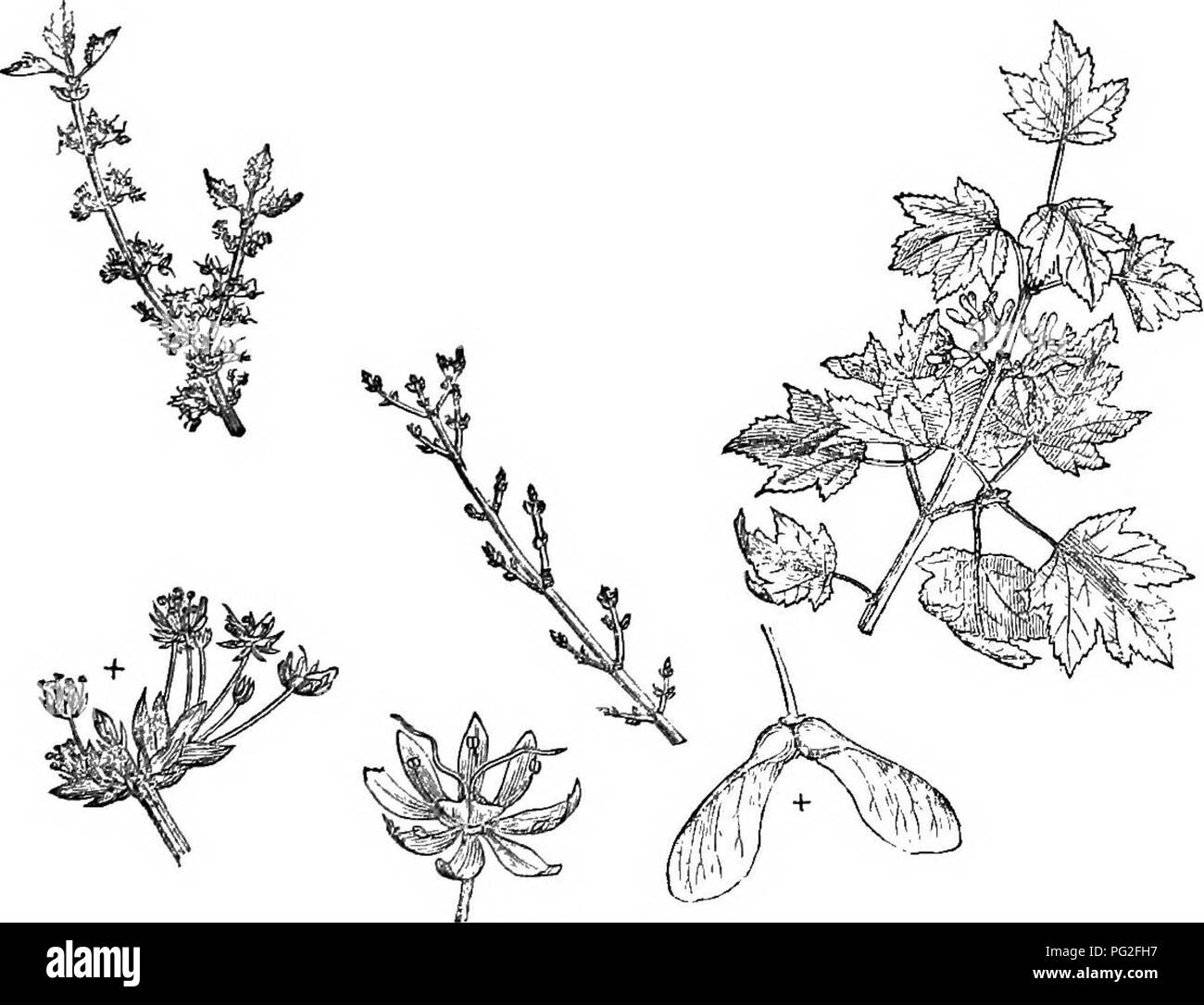 . Arbres et arbustes : une version abrégée de l'Arboretum et fruticetum britannicum : contenant les arbres et schrubs hardy de la Grande-Bretagne, des autochtones et étrangers, scientifiquement et populairement décrit : avec leur propagation, la culture et les utilisations et les gravures de presque toutes les espèces. Arbres, arbustes ; les forêts et la foresterie. Distingué de A. riibrum par les feuilles étant plus décidément 5- lobées, les lobes profondément coupées, et toute la feuille plus tomenteux. Une espèce très desir- capable, de la ra- pidity de sa croissance, la grâce de l'orientation de ses branches divergentes, la beauté de ses feuilles, et la pro- fusi Banque D'Images