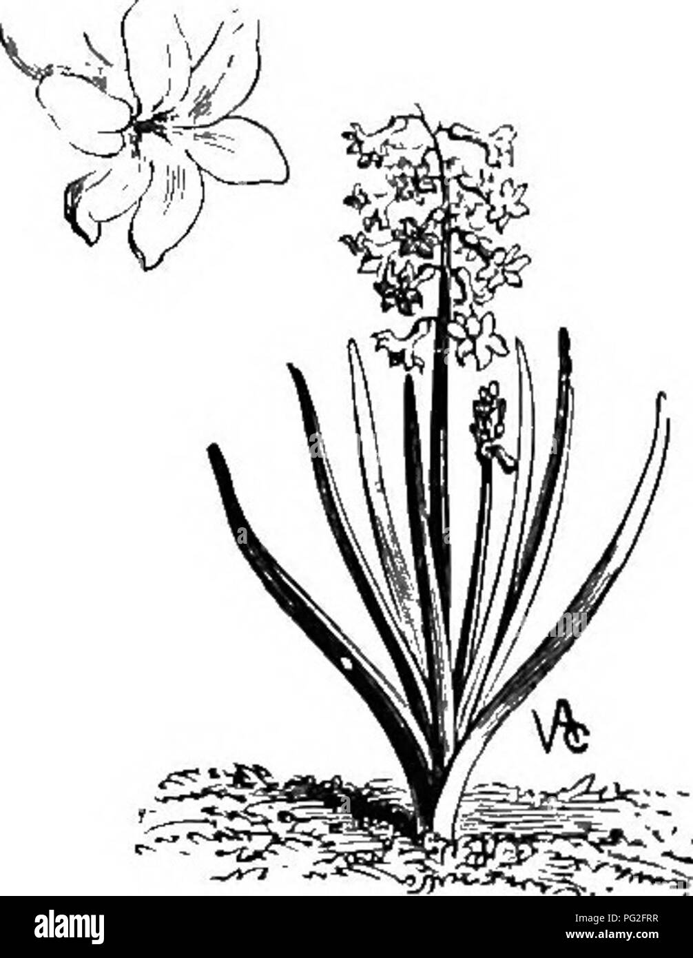 Sur La Ruche Langstroth Et Miel Bee Les Abeilles Rs 41 Paturages Et De Surstockage Erivalcac Cette Famille Sur Le Vieux Continent Comprend Les Nombreuses Varietes De Heath Ou Abeilles