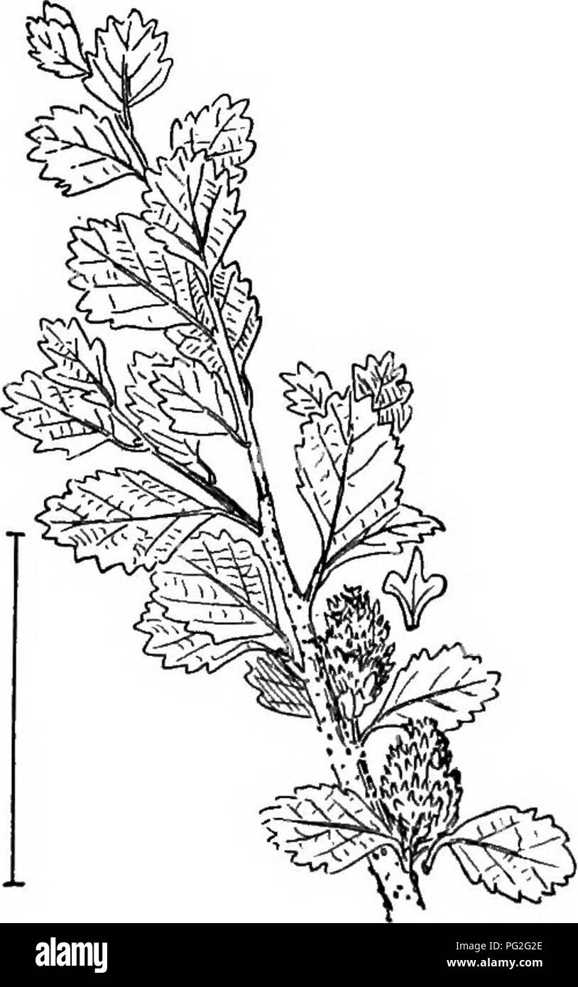 . Les arbustes ornementaux de l'United States (hardy, cultivé). Des arbustes. CORYLUS 313 est la plus petite espèce Gkeen Modntain ou l'aulne (558) - Alims crlspa vlridis (A.), - qui ne devient jamais à plus de 10 pieds. Il peut il a sûrement connu par les ailes, de noix ou de graines, dans les cônes, près de ^ 2,5 cm de large. Tfi.e deux autres espèces américaines sont : : SpeokI/DE ou de Hoaky Alder (559) - Alnus incS,na, - avec des feuilles velues être- neath, au moins sur les veines ; et lisse l'aulne (Alnus)-560 ru- G6SA, - avec feuilles vert et lisse des deux côtés. La plus haute et la seule espèce qui pousse bien dans des lieux secs est l'Aulne Banque D'Images